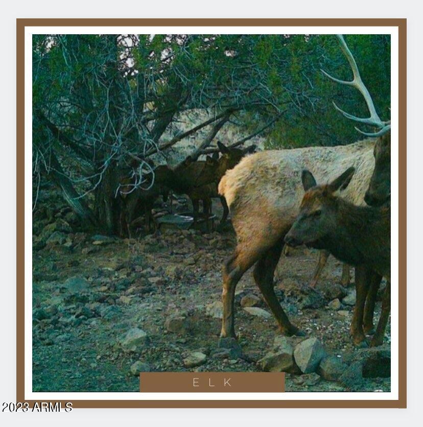 327 North Edwards Rnch Road, Unit 327 Williams, AZ 86046 - Photo 6 of 6 a view of a yard