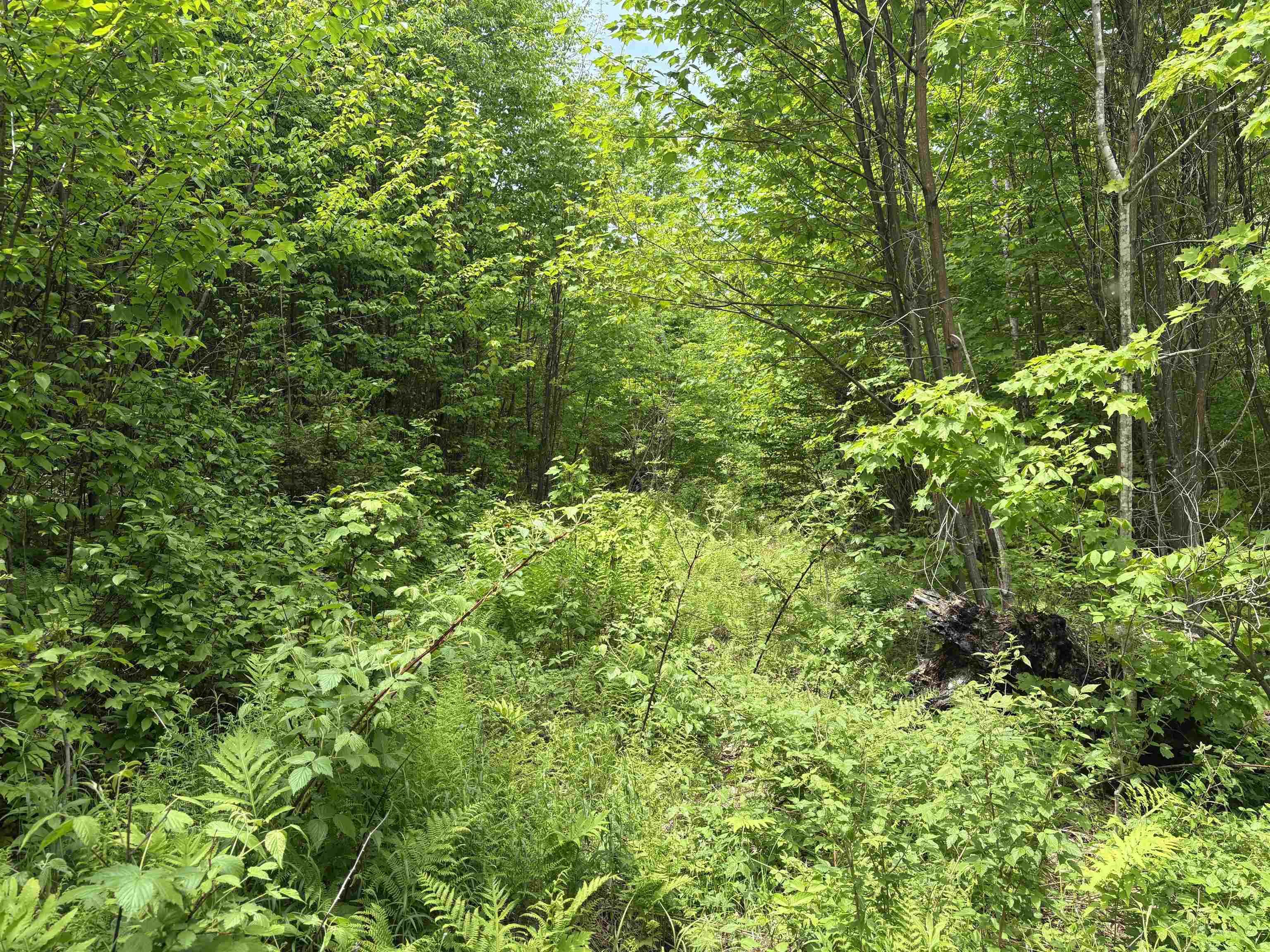 0 Old Pond Hill Road Lunenburg, VT 05906 - Photo 22 of 60 Gallery Image 22