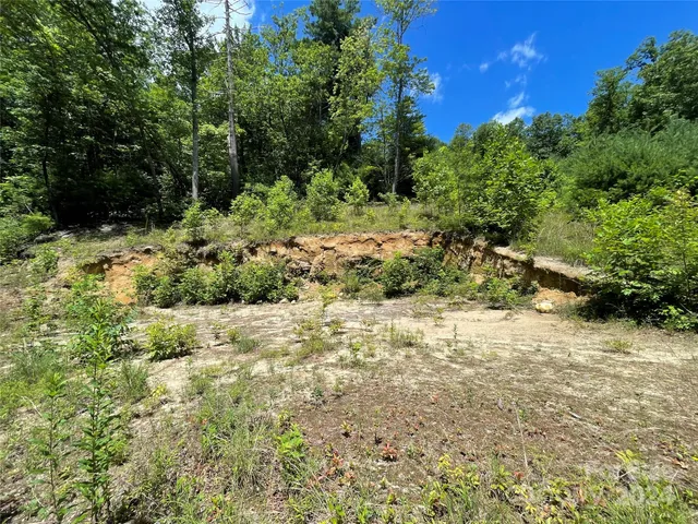 a view of a yard with plants and large trees