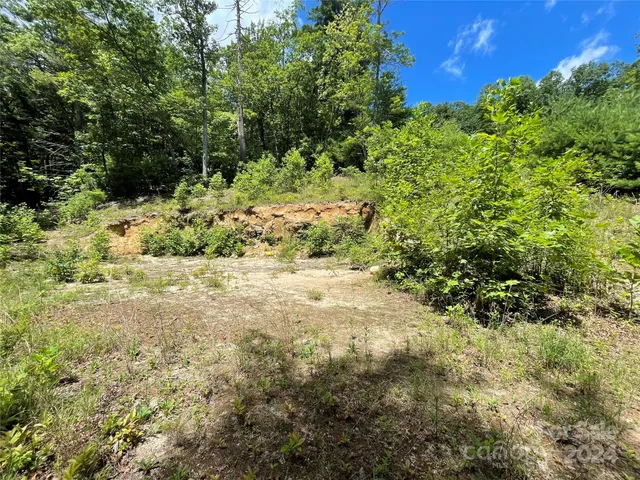 a view of a yard with plants and tree