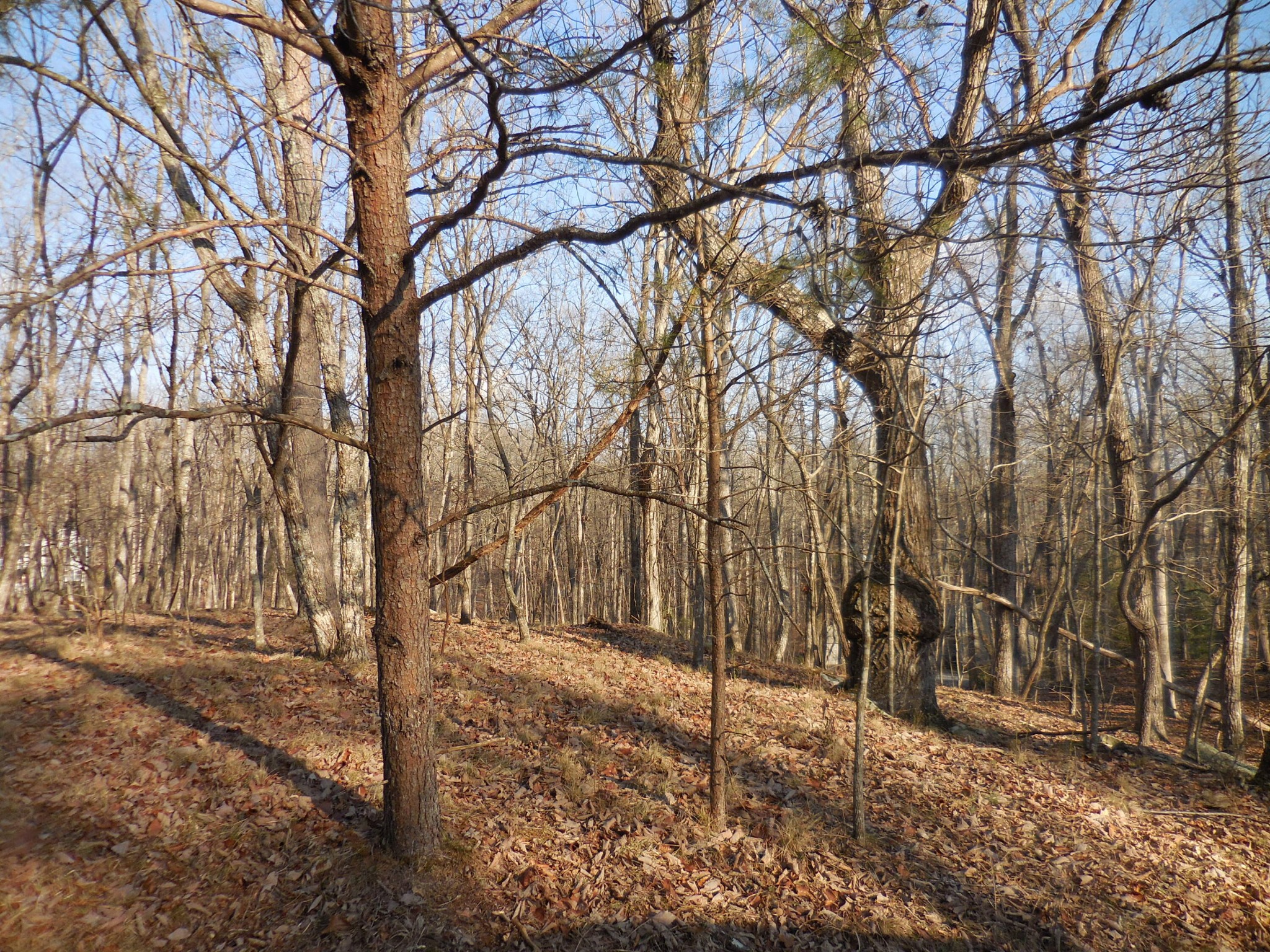 133 Greenbrier Loop Crossville, TN 38558 - Photo 11 of 11 a backyard of a house with lots of green space