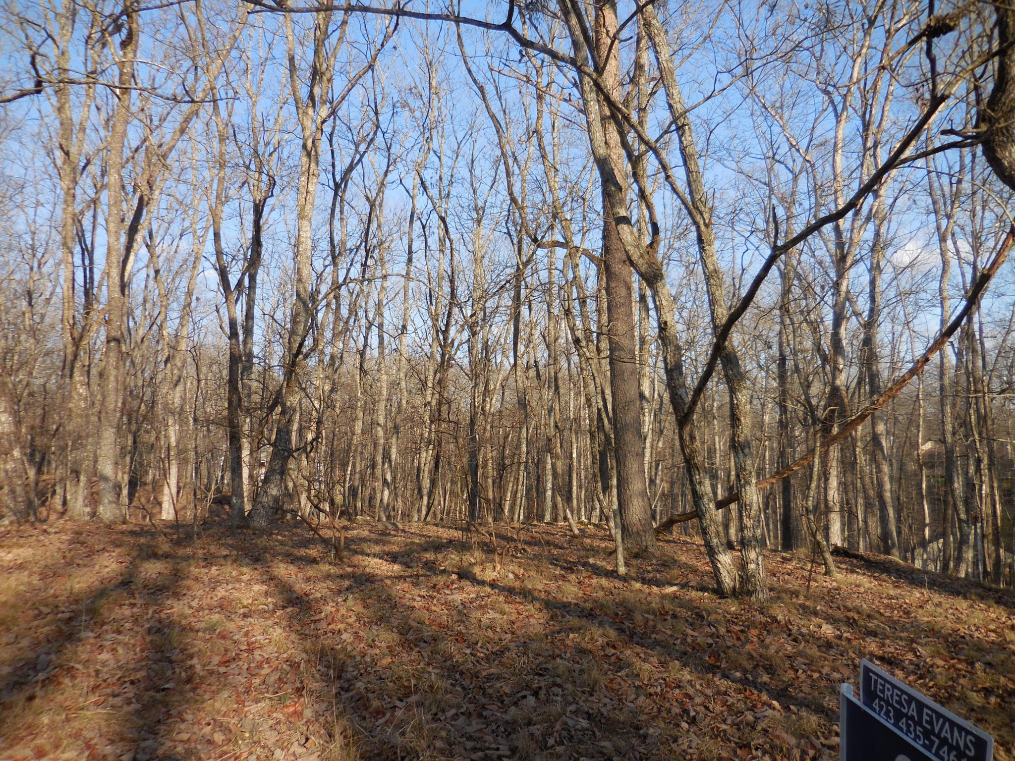 133 Greenbrier Loop Crossville, TN 38558 - Photo 3 of 11 a view of backyard space