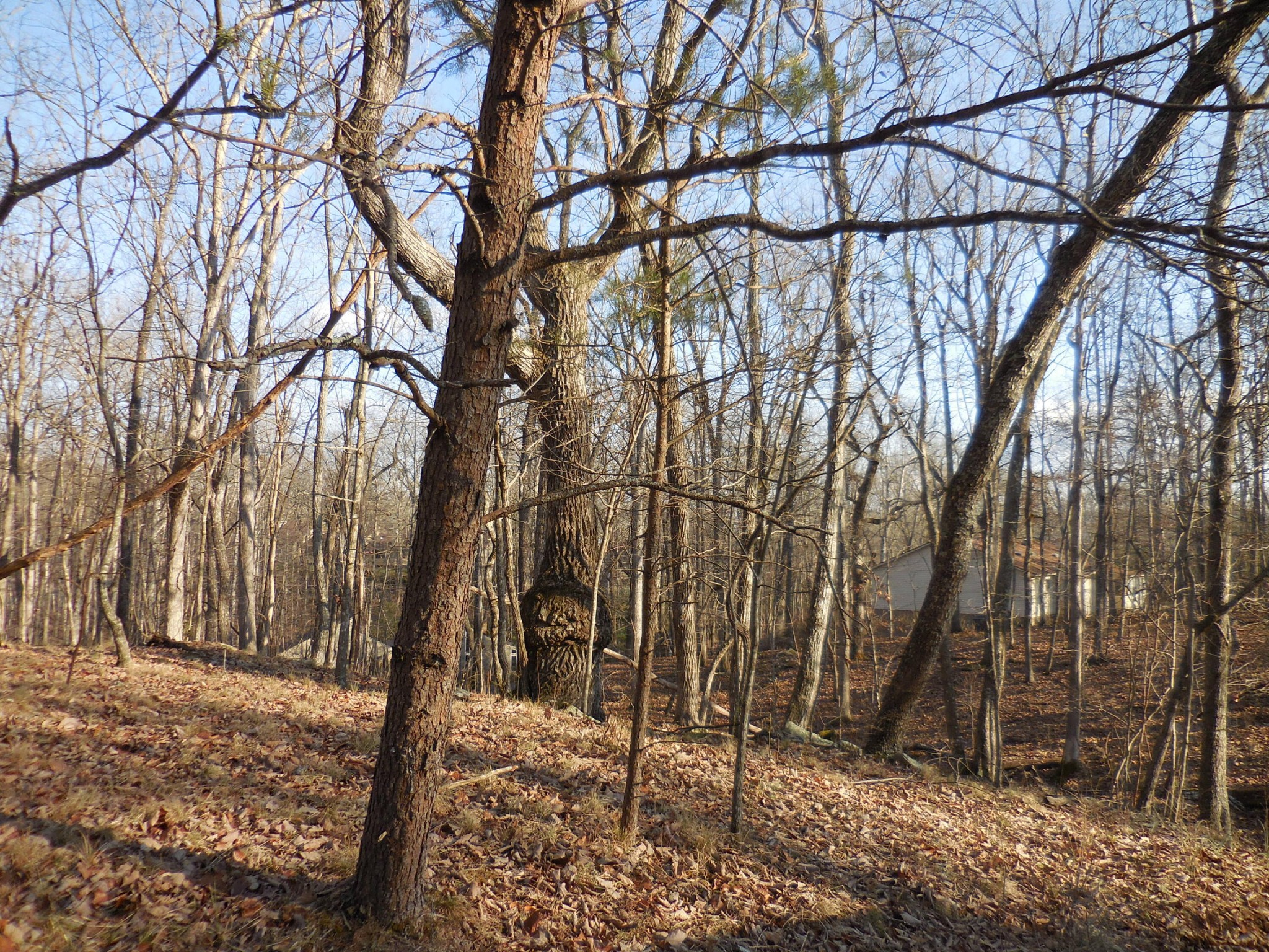 133 Greenbrier Loop Crossville, TN 38558 - Photo 5 of 11 a view of a forest filled with trees