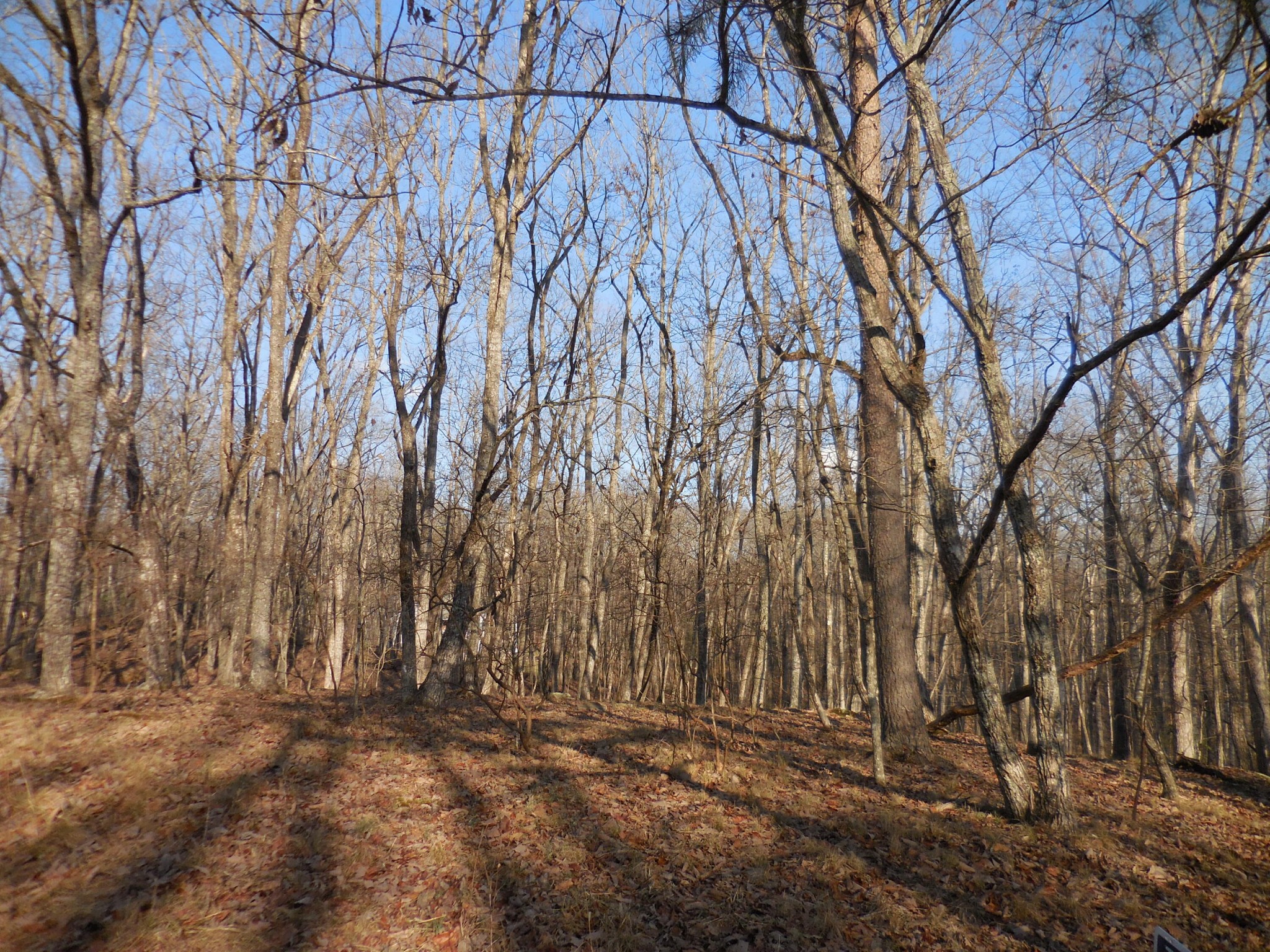 133 Greenbrier Loop Crossville, TN 38558 - Photo 6 of 11 a view of backyard with green space