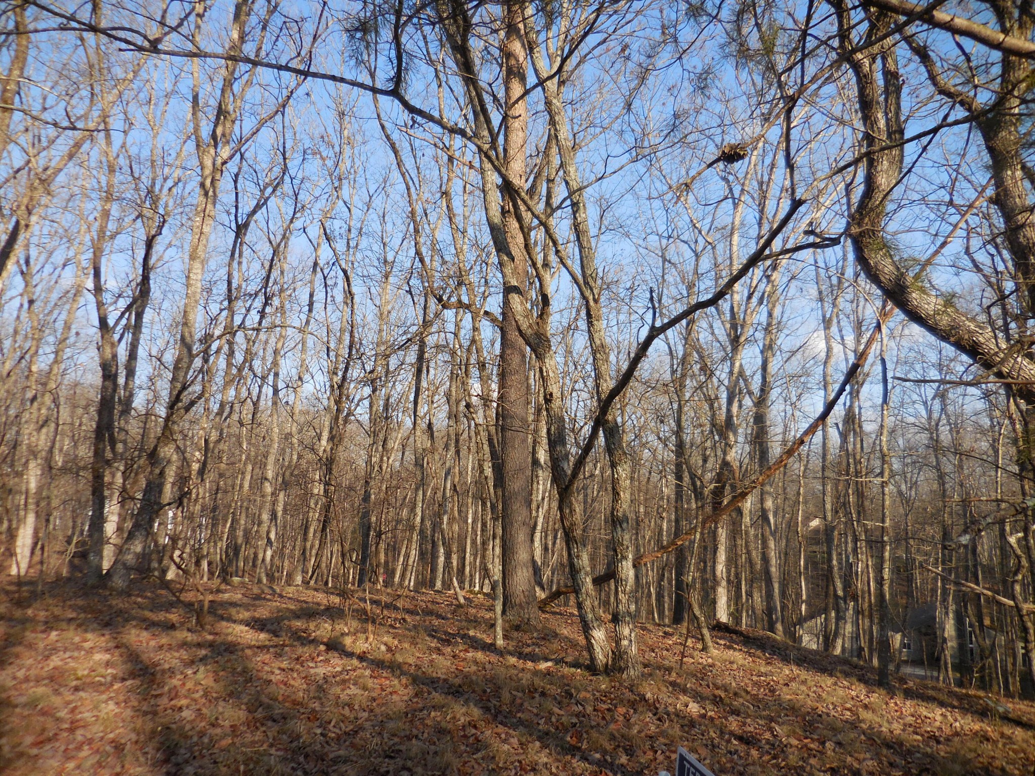 133 Greenbrier Loop Crossville, TN 38558 - Photo 7 of 11 a backyard of a house with lots of green space