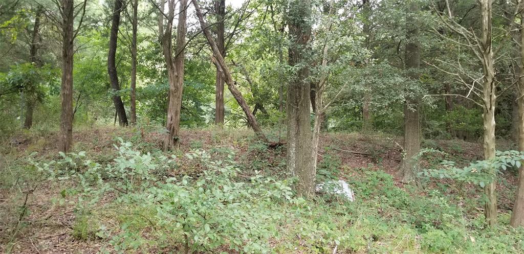 Tbd Tbd Fm-2194 Celeste, TX 75423 - Photo 3 of 9 View of mature trees