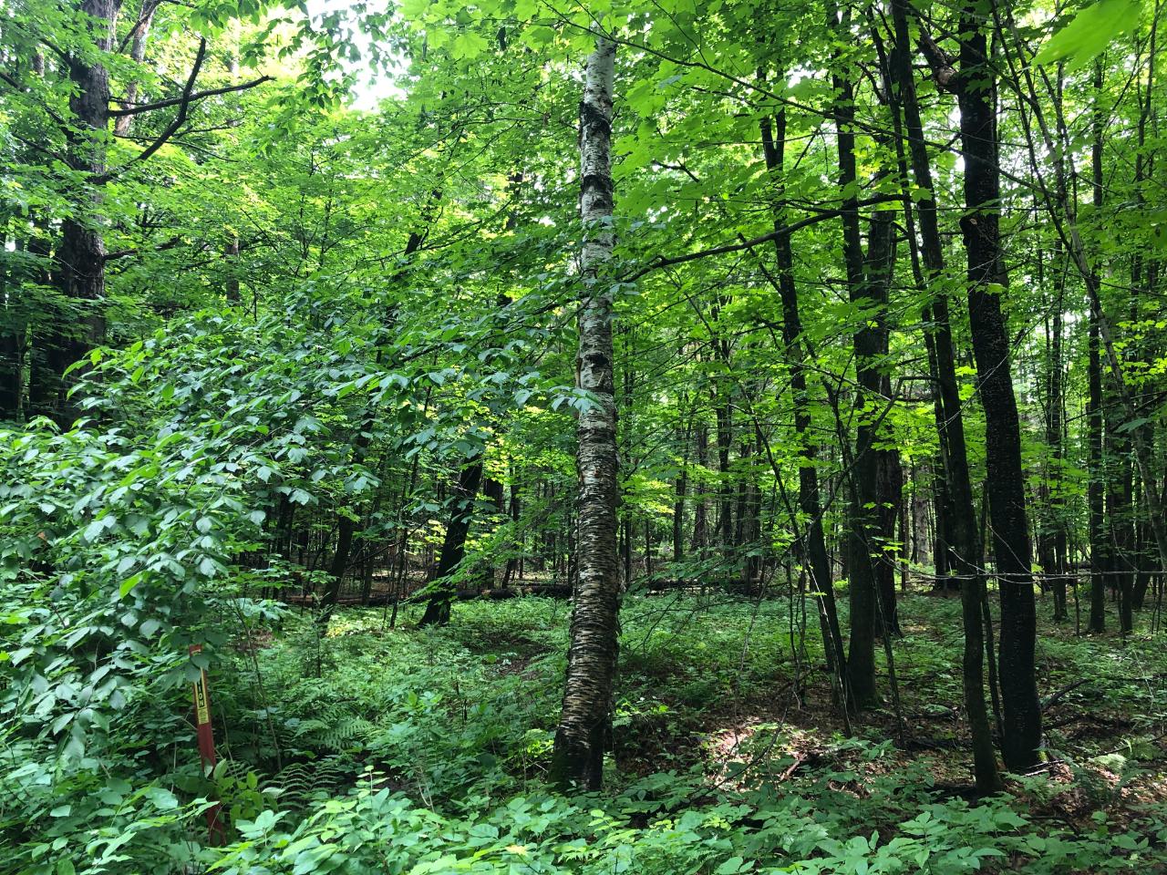 Lot #4 Columbus Lake Road, Unit ON Eagle River, WI 54521 - Photo 7 of 19 Gallery Image 7