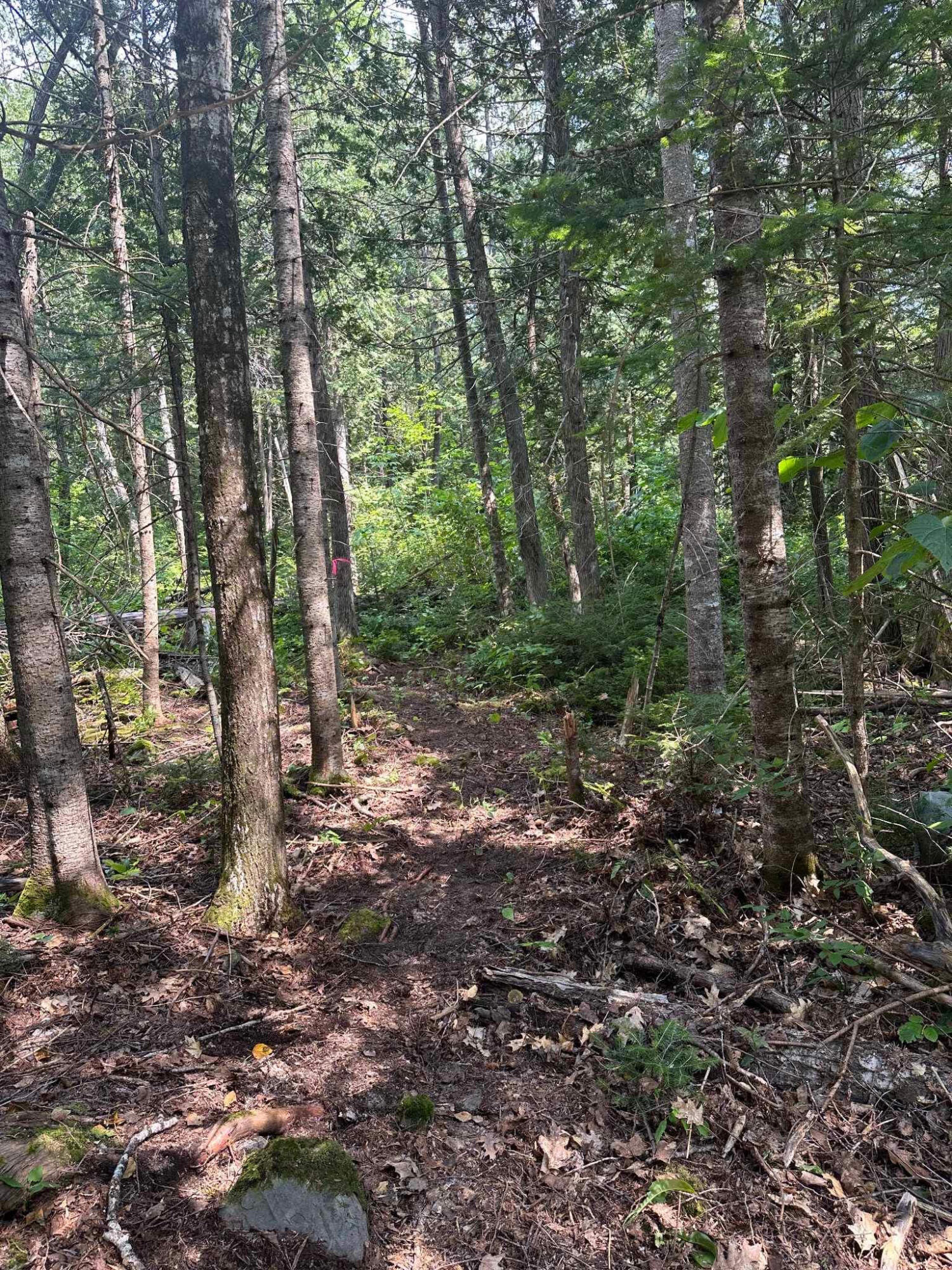 76 Bailey Bridge Road Harmony, ME 04942 - Photo 24 of 28 baileybridgepath2