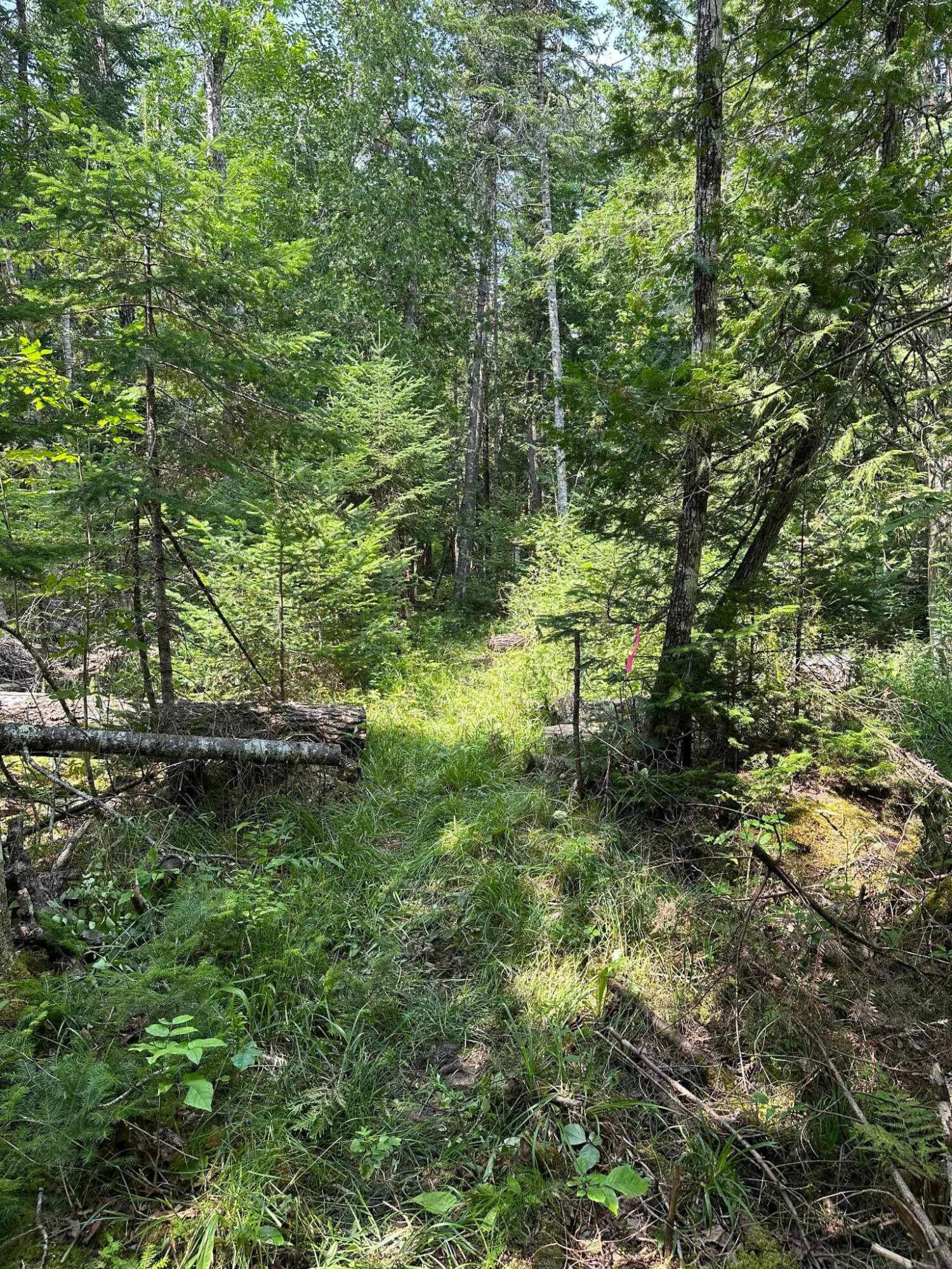 76 Bailey Bridge Road Harmony, ME 04942 - Photo 25 of 28 baileybridgepath3