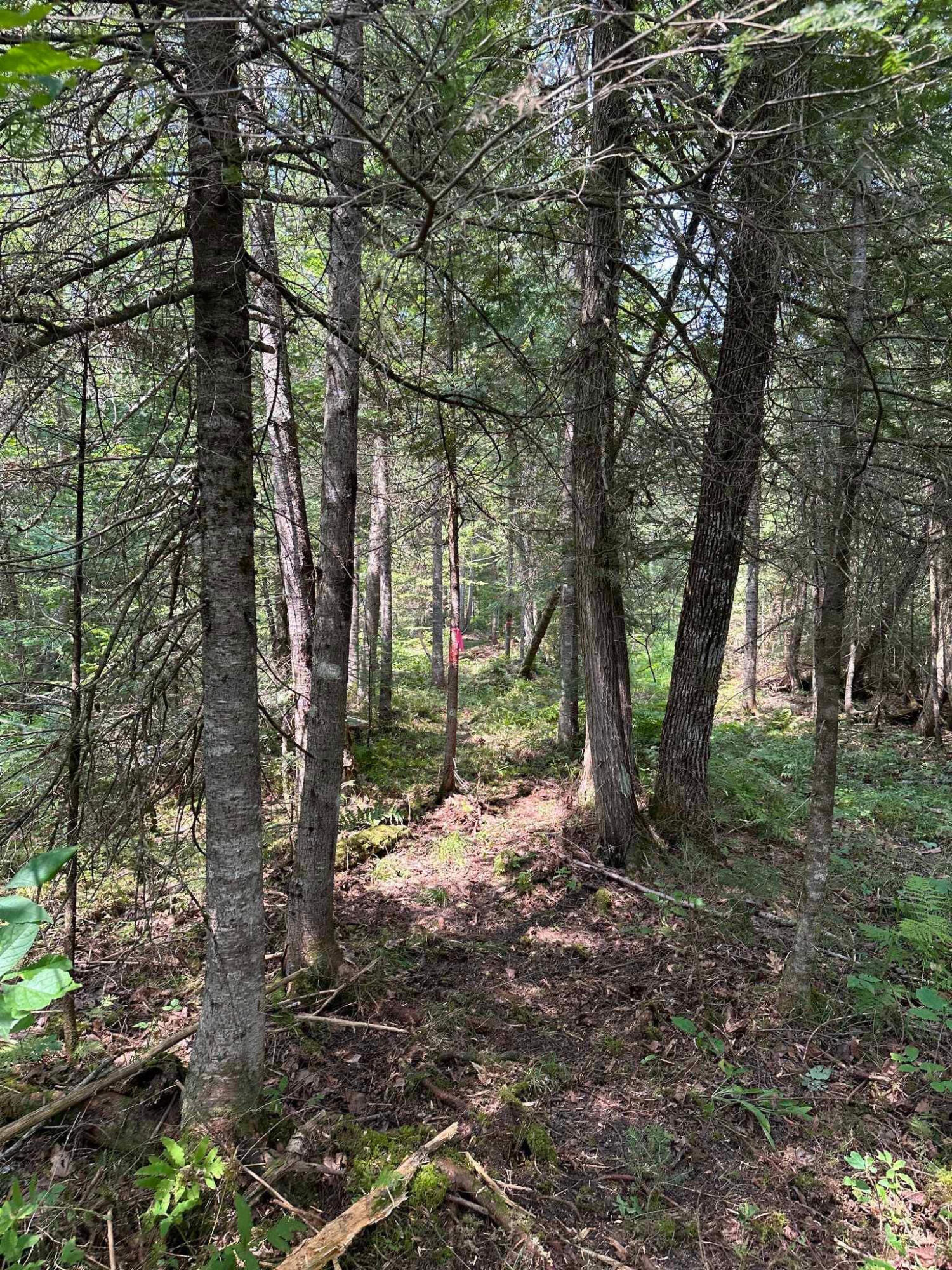 76 Bailey Bridge Road Harmony, ME 04942 - Photo 26 of 28 baileybridgepath4