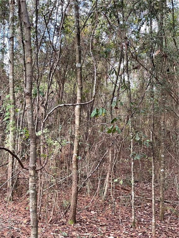 10-acres Azalea Lane Lacombe, LA 70445 - Photo 21 of 21