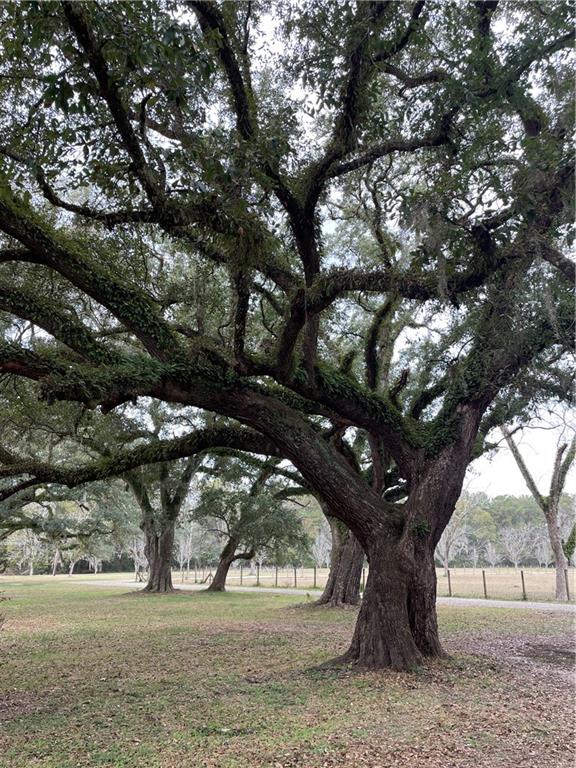 10-acres Azalea Lane Lacombe, LA 70445 - Photo 3 of 21