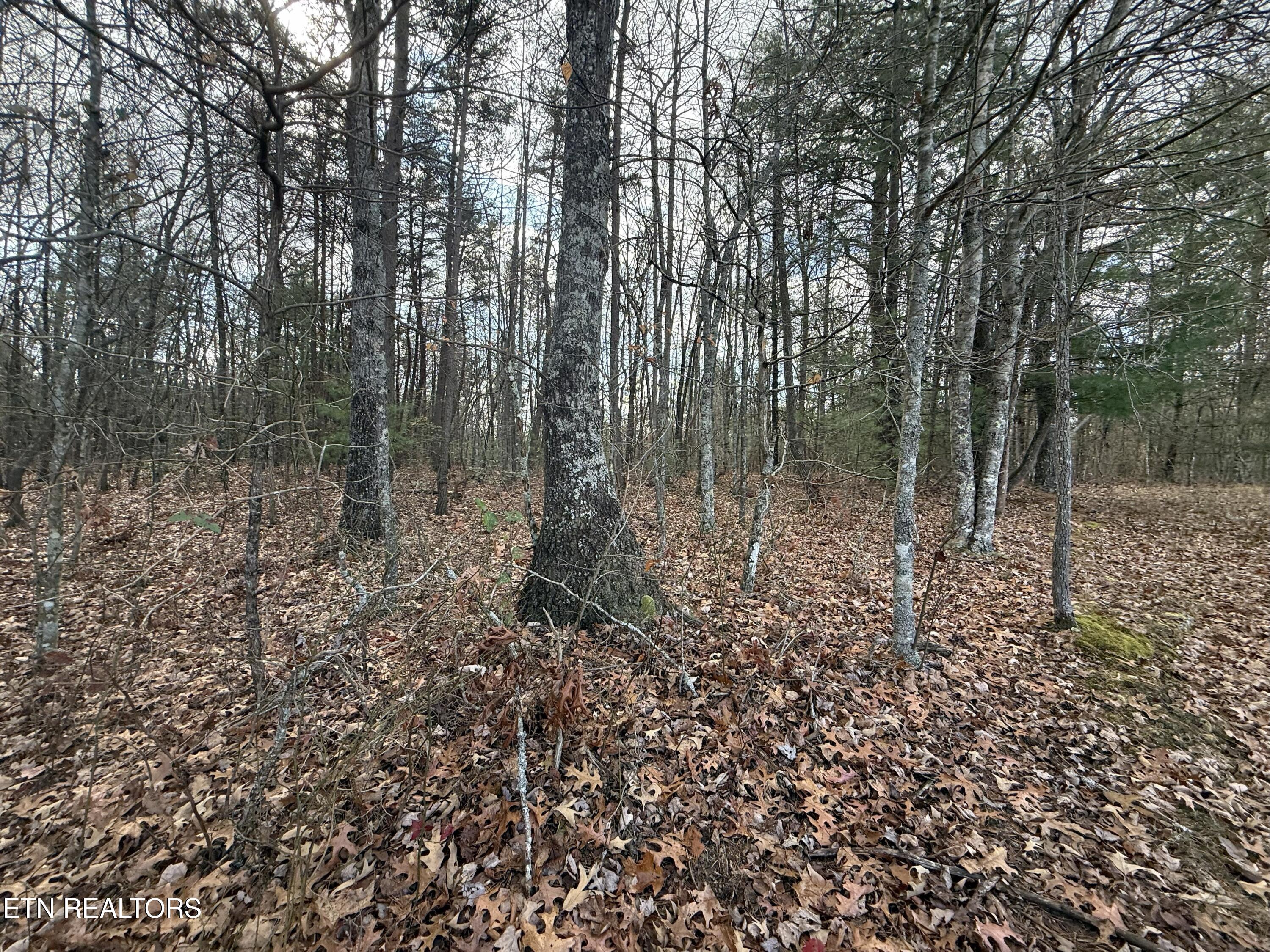 10.77 Acres Drive Deer Lodge, TN 37726 - Photo 13 of 19 IMG_5903