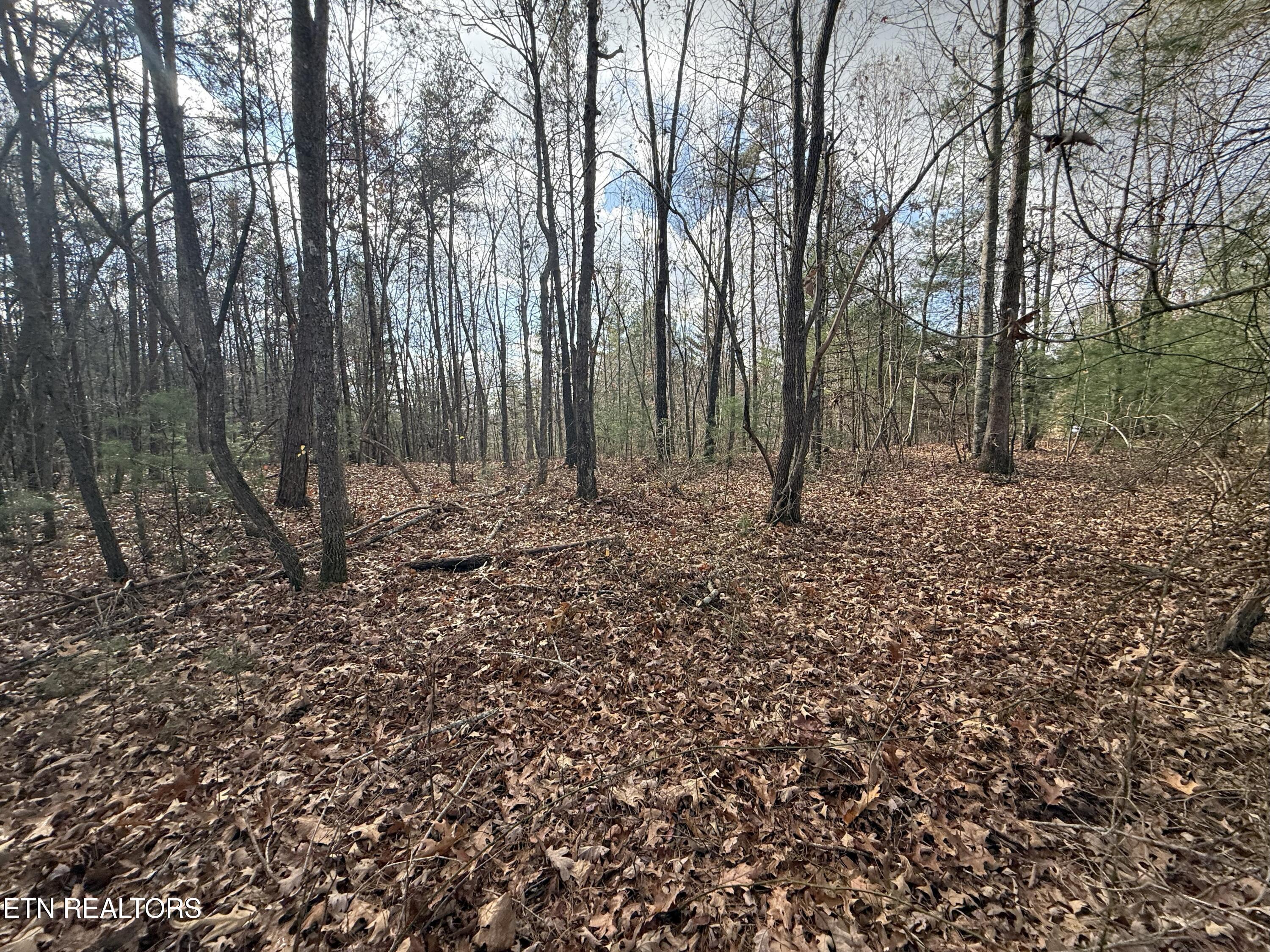 10.77 Acres Drive Deer Lodge, TN 37726 - Photo 18 of 19 IMG_5905