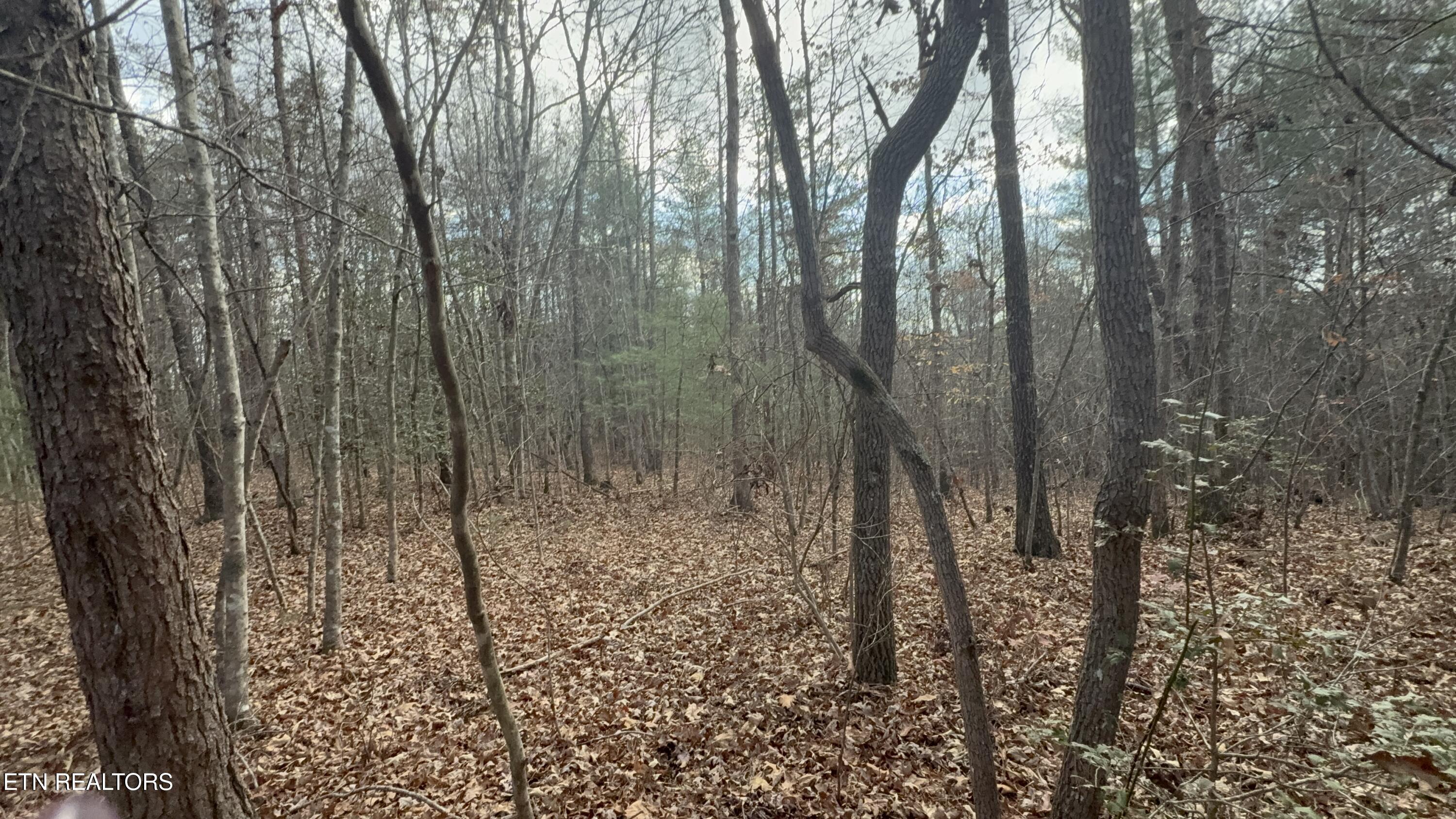 10.77 Acres Drive Deer Lodge, TN 37726 - Photo 6 of 19 IMG_5894