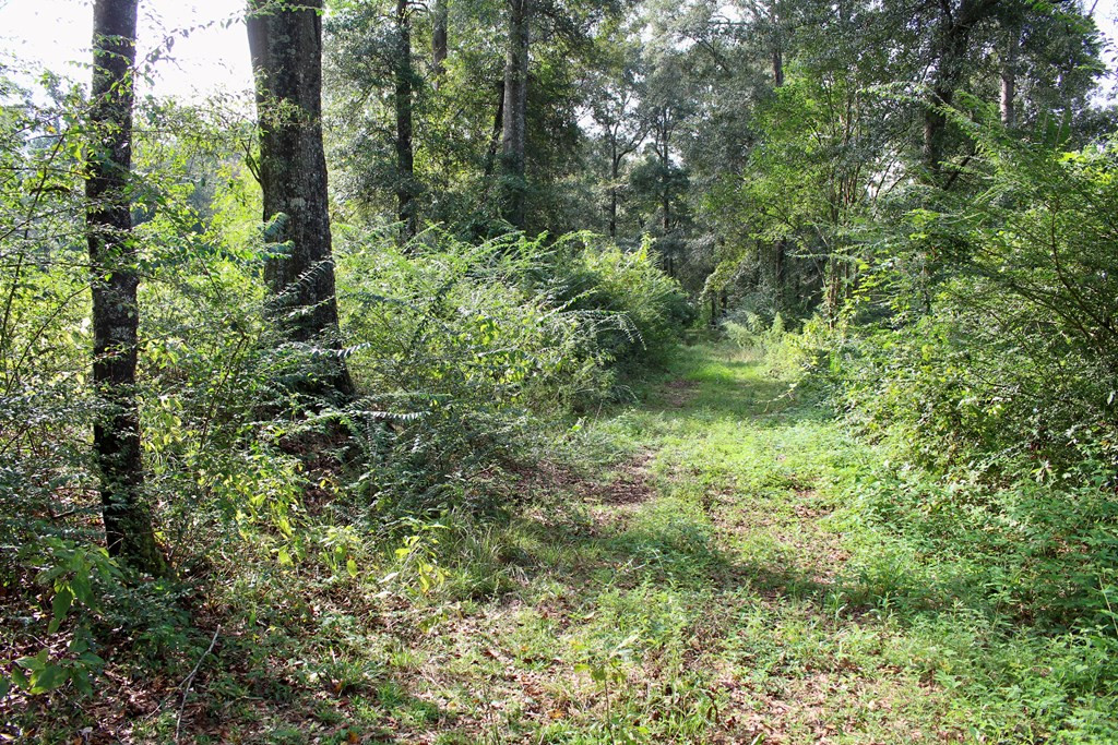 0 Oral Church Road Sumrall, MS 39482 - Photo 13 of 13 Photo 13