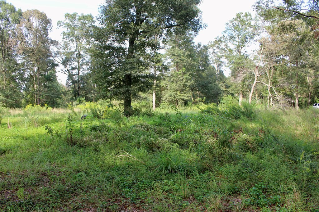 0 Oral Church Road Sumrall, MS 39482 - Photo 2 of 13 Photo 2