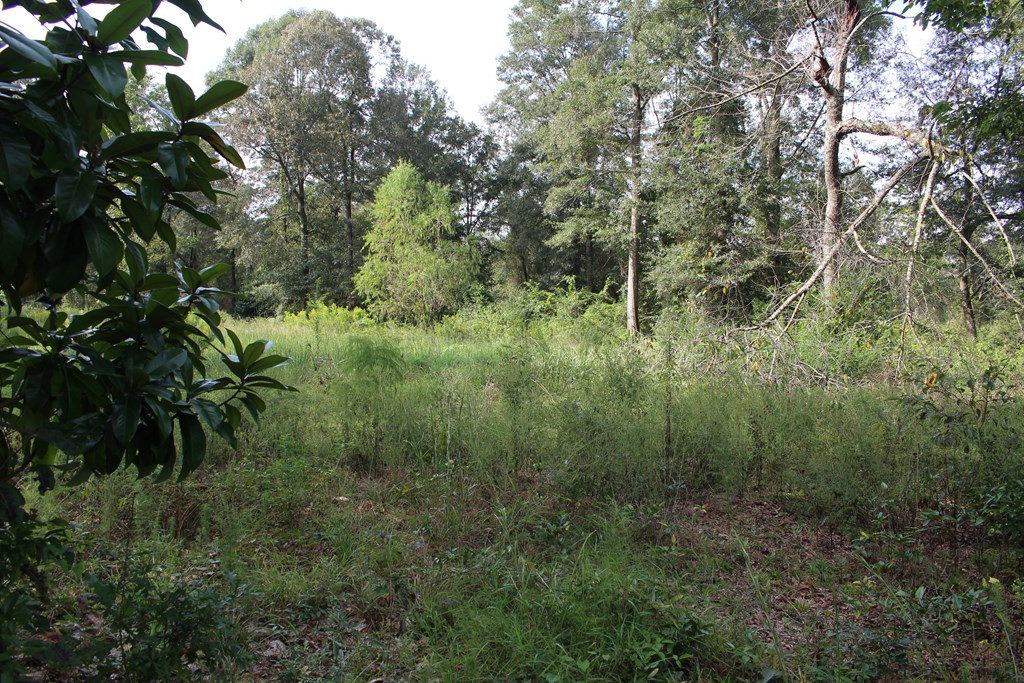 0 Oral Church Road Sumrall, MS 39482 - Photo 9 of 13 Photo 9