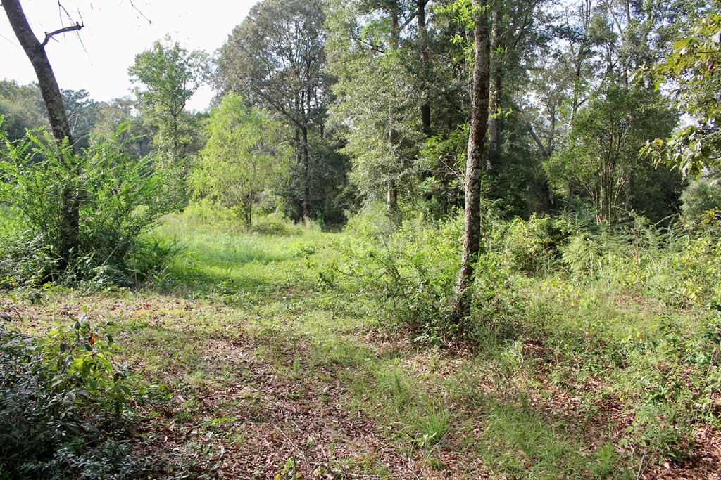 0 Oral Church Road Sumrall, MS 39482 - Photo 10 of 13 Photo 10