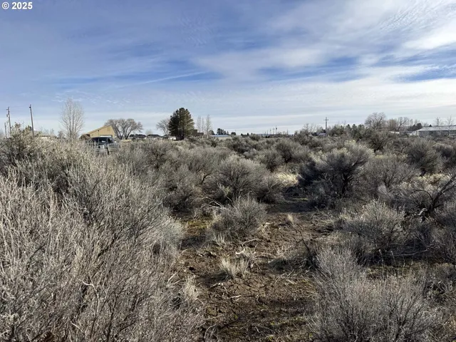 a view of a bunch of trees in a field