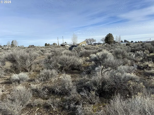 a view of a dry yard with trees