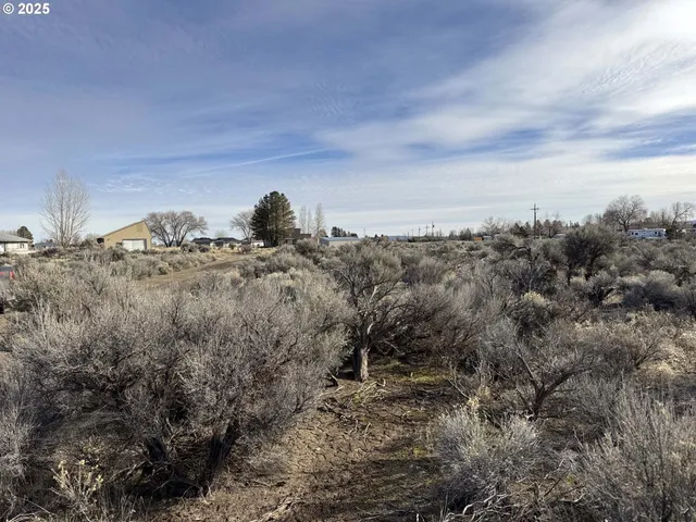 a view of a dry yard with lots of trees