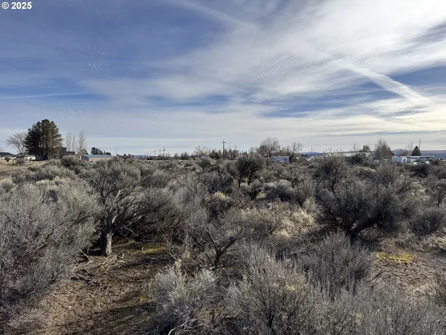 a view of a dry area with lots of trees
