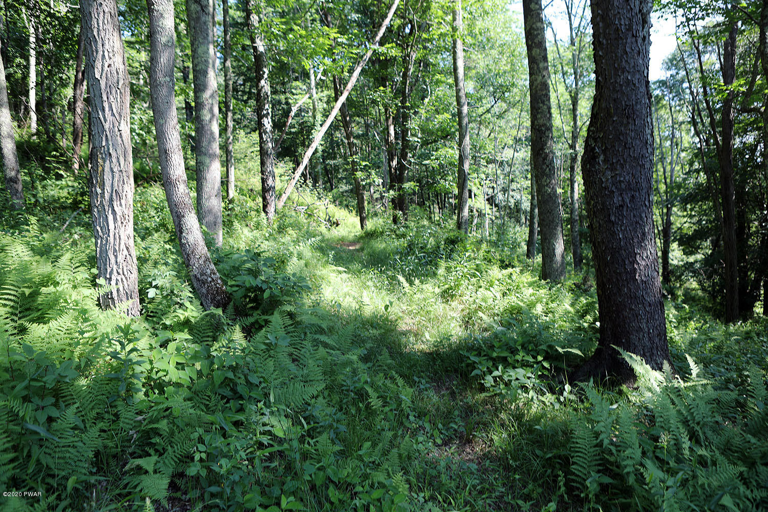 4287 River Road Equinunk, PA 18417 - Photo 24 of 29 Woods