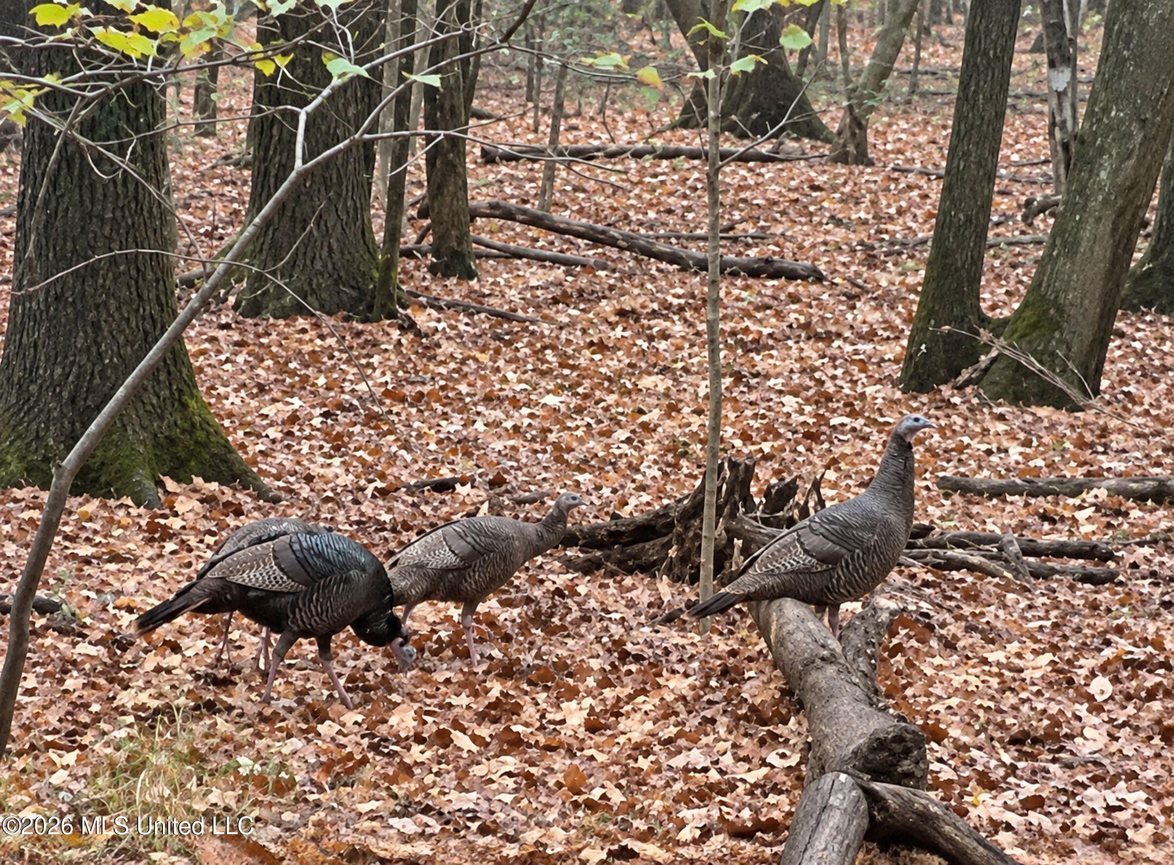 Howard Street Marks, MS 38646 - Photo 6 of 71 turkeys40ACQC2