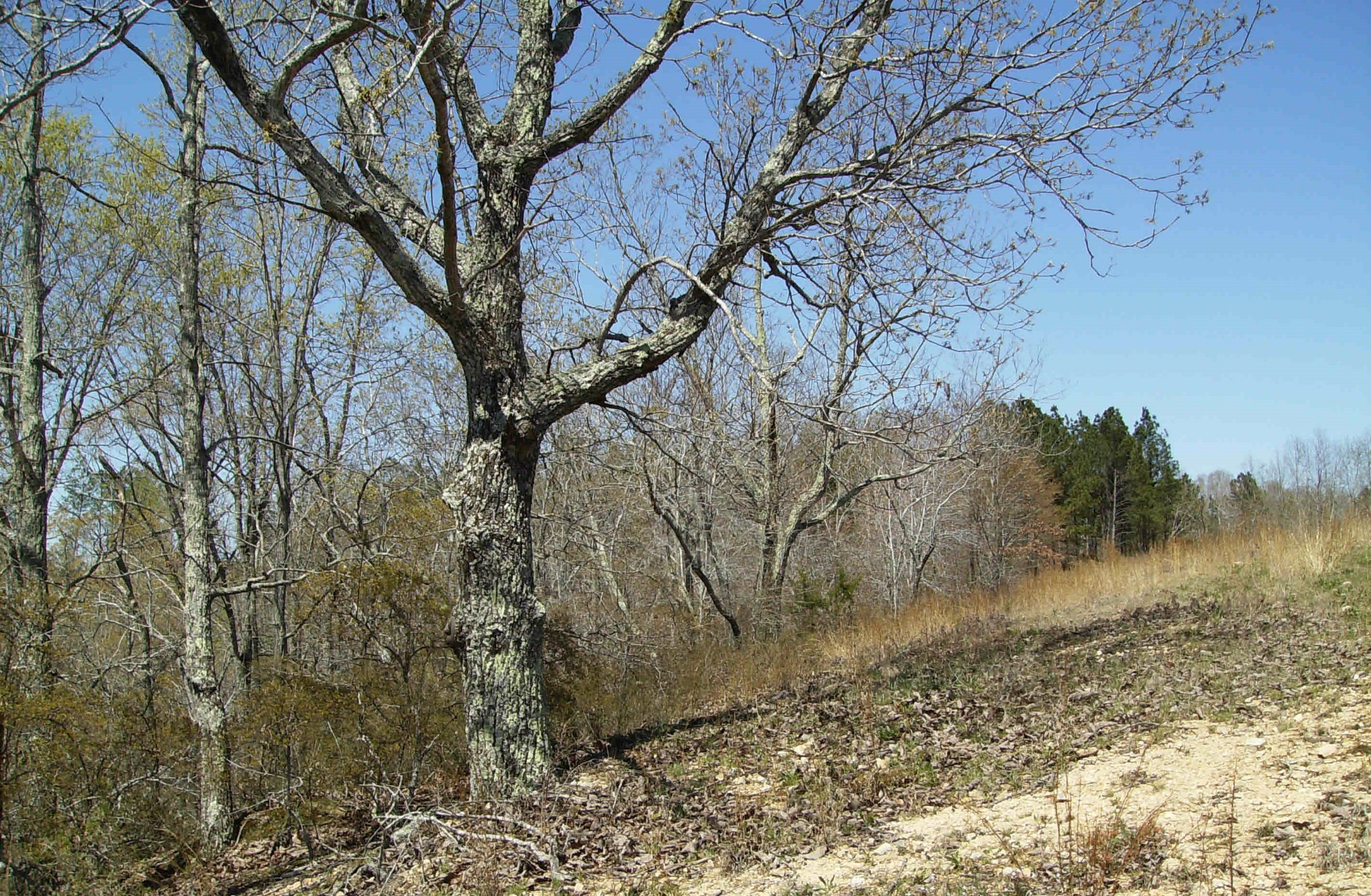 0 Hartley Cemetery Road Sugar Tree, TN 38380 - Photo 3 of 7 Gallery Image 3