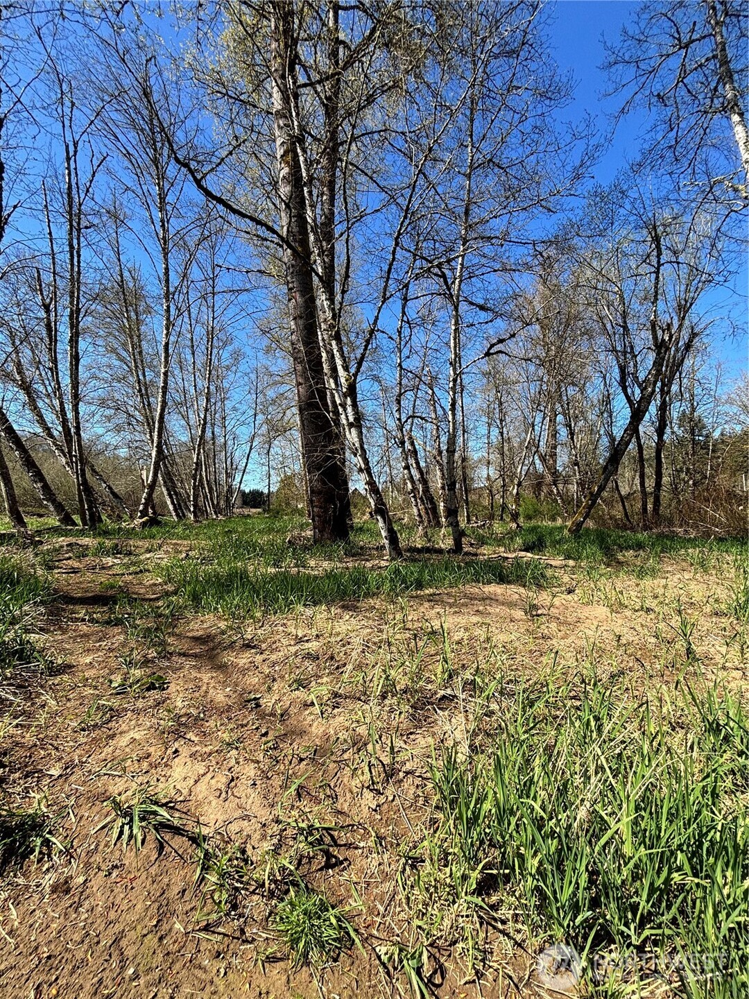 1554 State Route 508 Chehalis, WA 98532 - Photo 23 of 26 a view of backyard of house