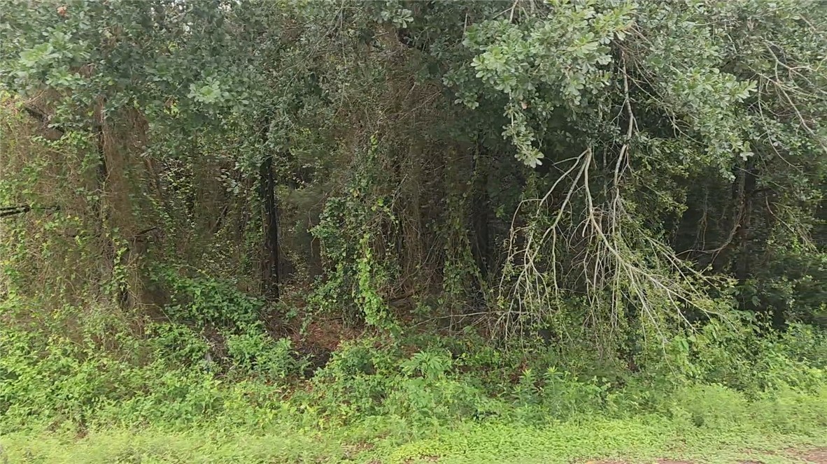 Lot 61 Greenfield Road Hempstead, TX 77445 - Photo 7 of 17 a view of a forest