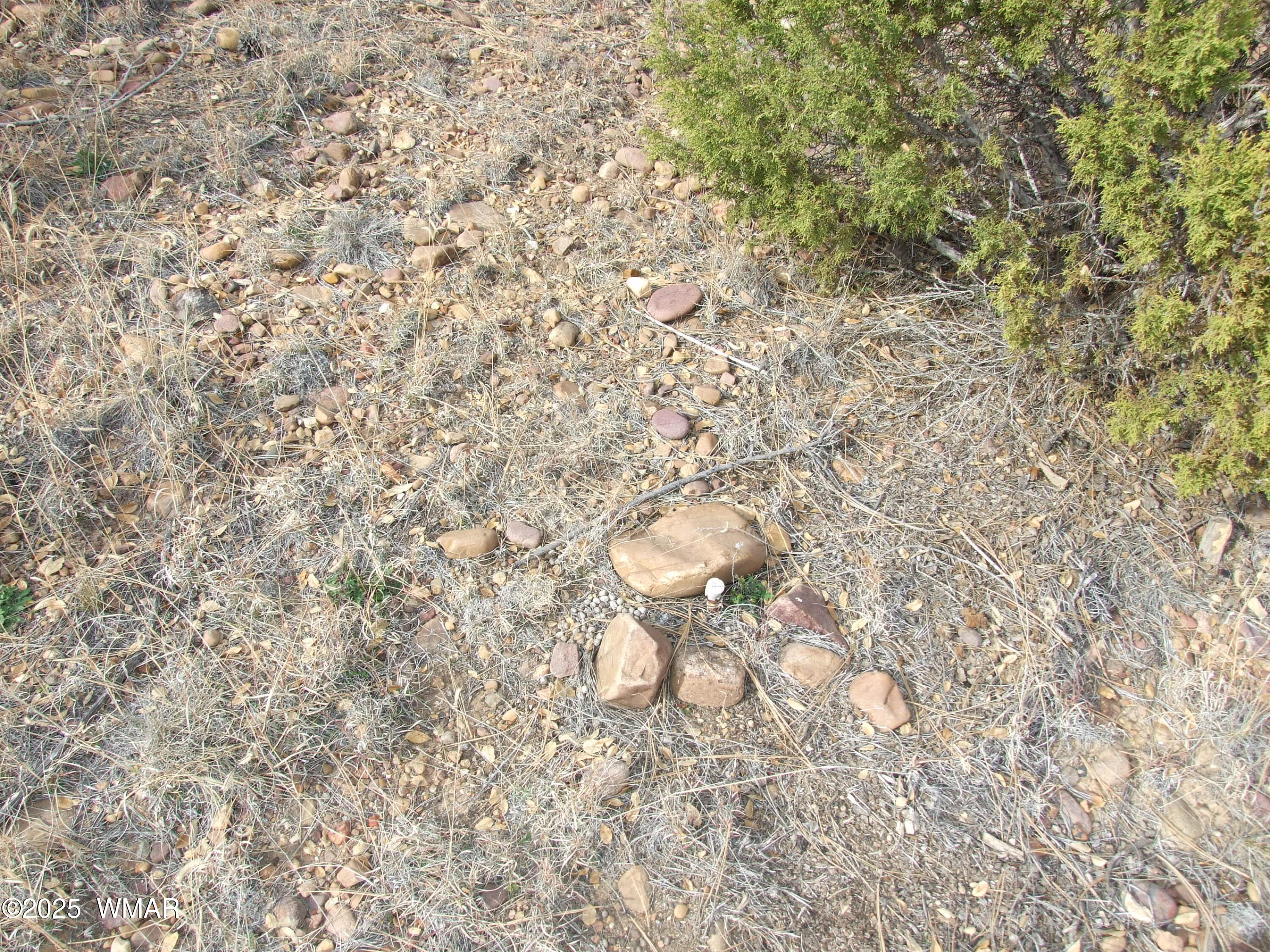 2925 Buckskin Canyon Road Heber, AZ 85928 - Photo 12 of 22 a close up of a plant