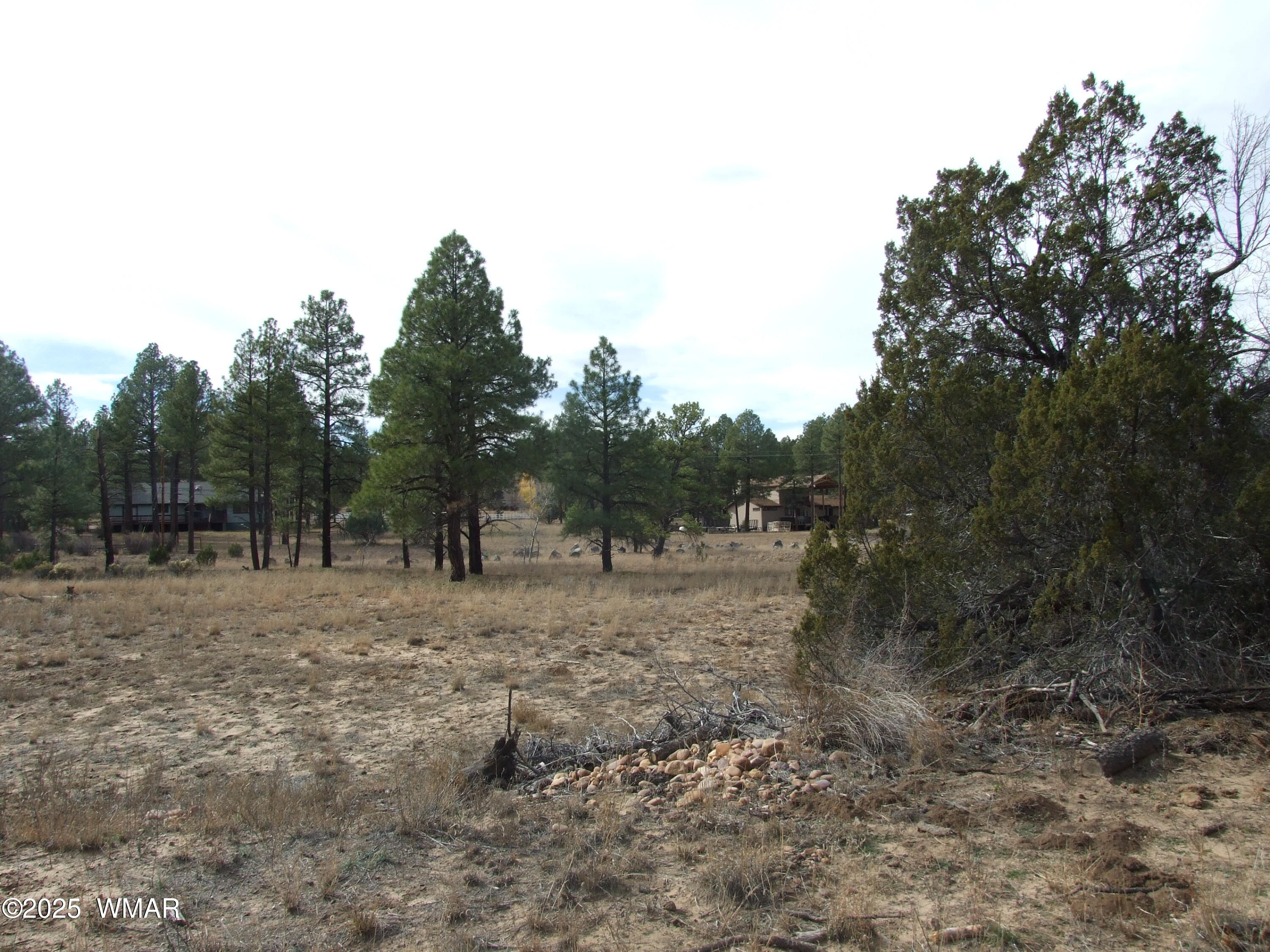 2925 Buckskin Canyon Road Heber, AZ 85928 - Photo 13 of 22 a view of a dry yard with trees