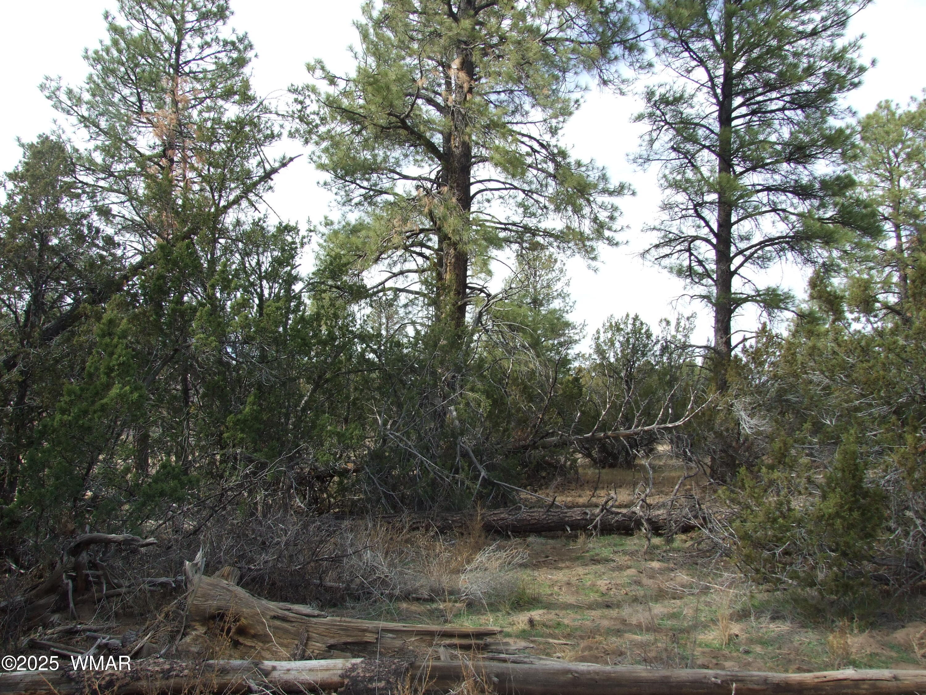 2925 Buckskin Canyon Road Heber, AZ 85928 - Photo 15 of 22 a view of a forest filled with trees