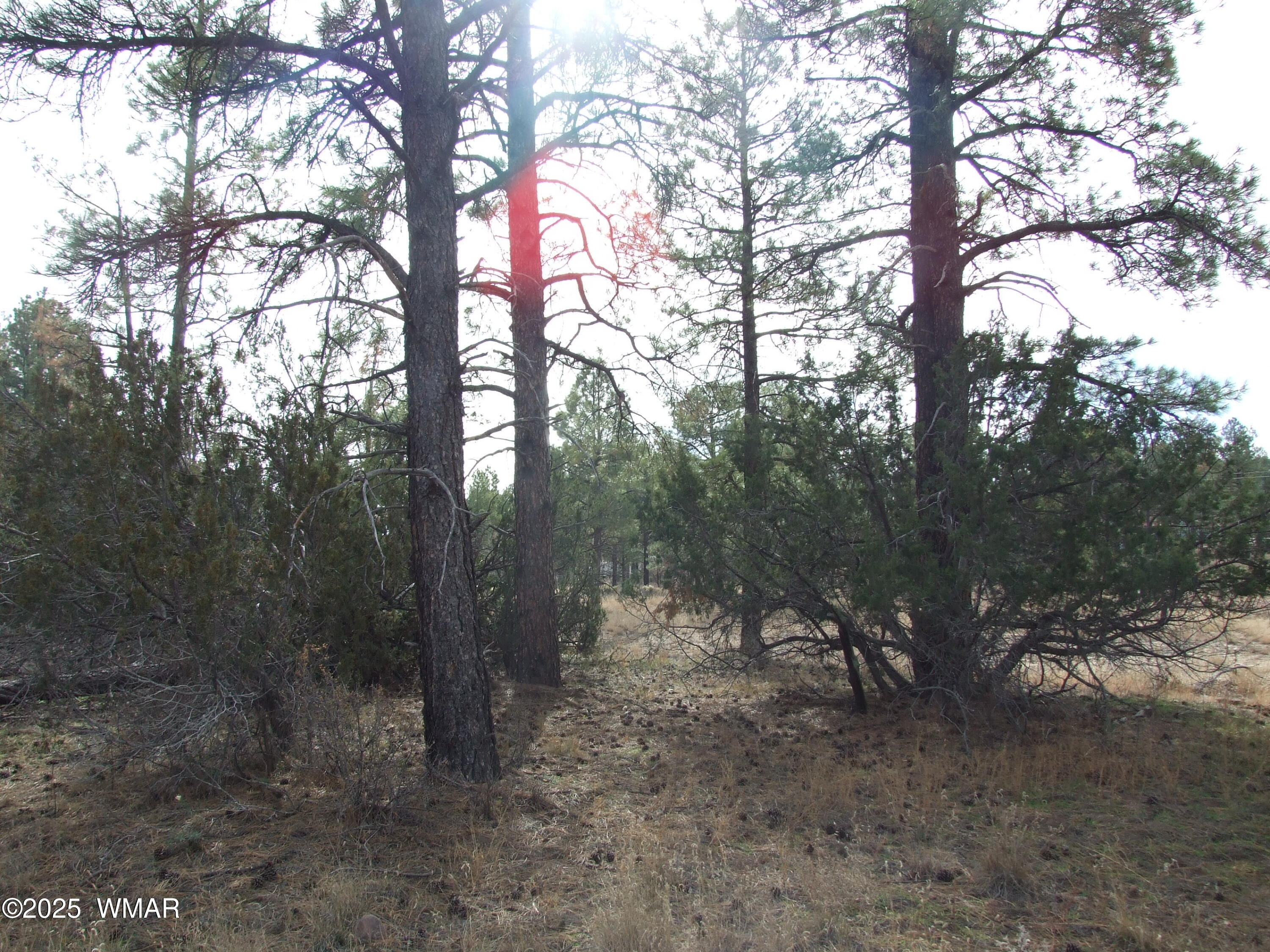 2925 Buckskin Canyon Road Heber, AZ 85928 - Photo 17 of 22 a view of a forest with trees in the background