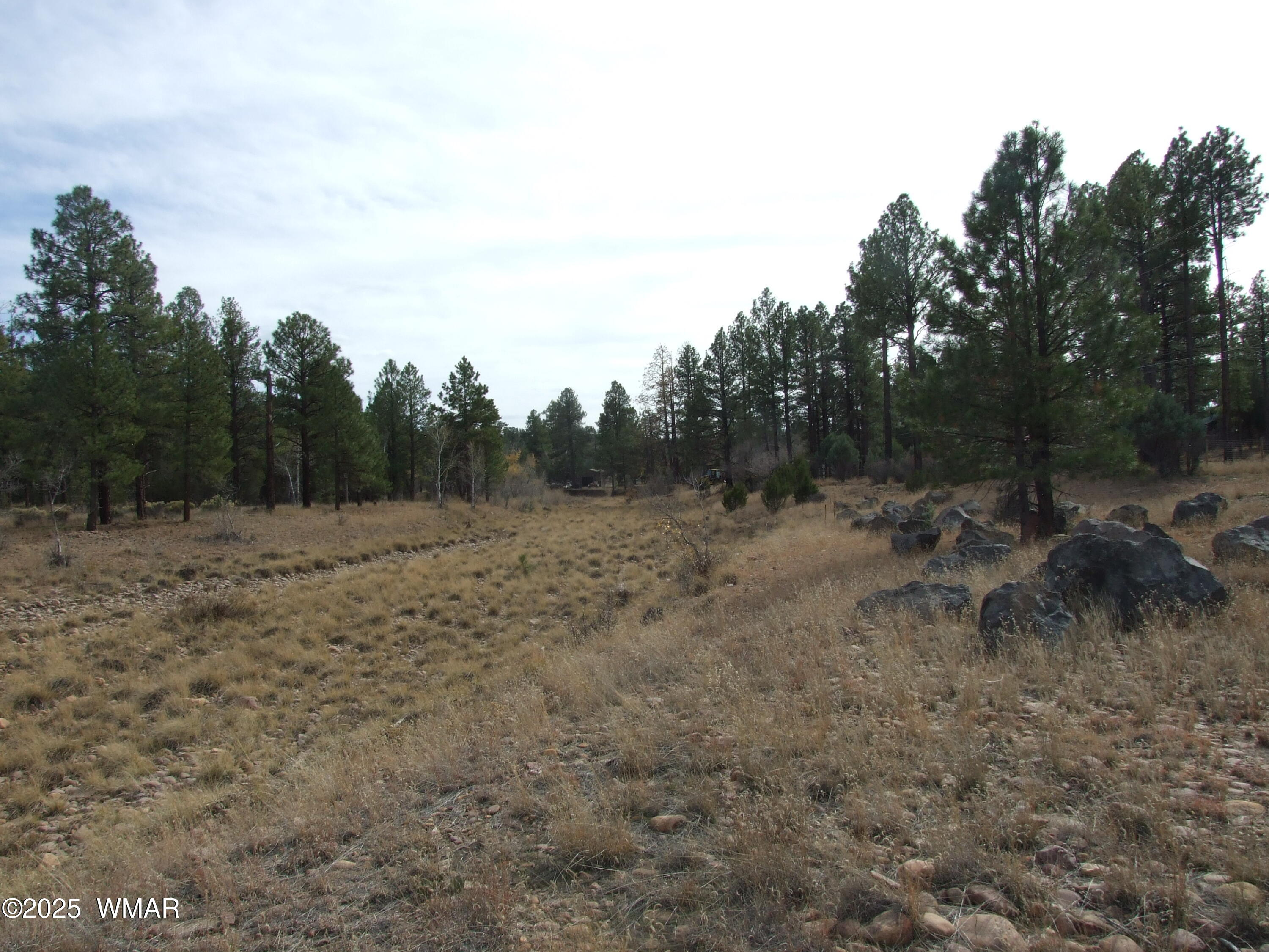 2925 Buckskin Canyon Road Heber, AZ 85928 - Photo 19 of 22 a view of a dry yard with trees