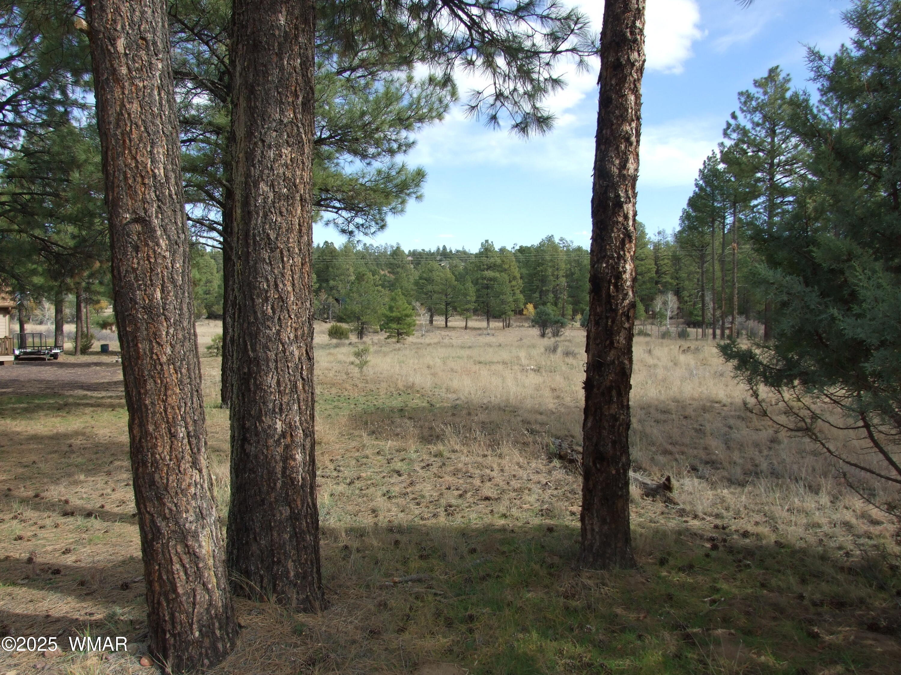 2925 Buckskin Canyon Road Heber, AZ 85928 - Photo 2 of 22 a view of a yard with large tree