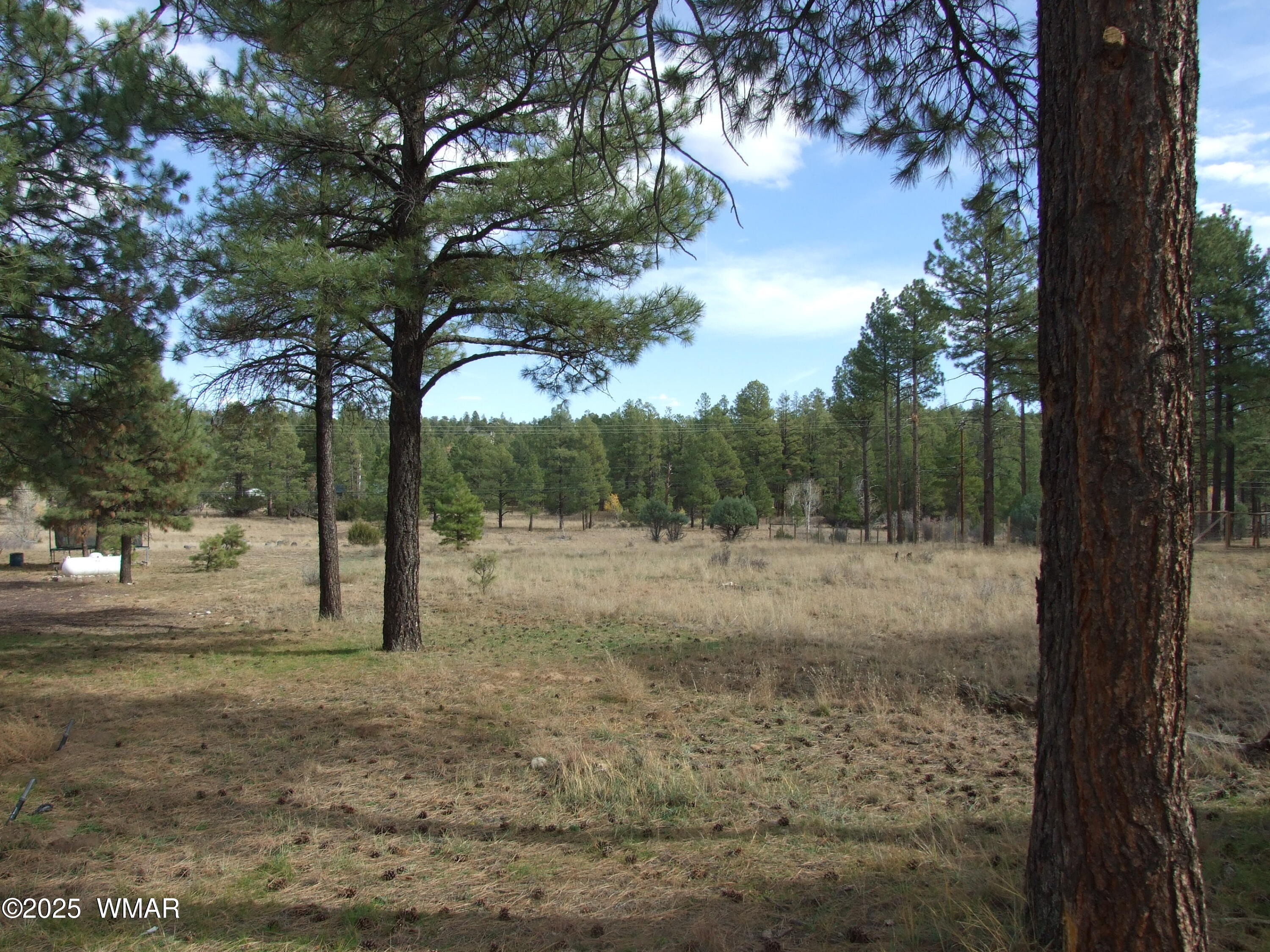 2925 Buckskin Canyon Road Heber, AZ 85928 - Photo 3 of 22 a view of a yard with a tree