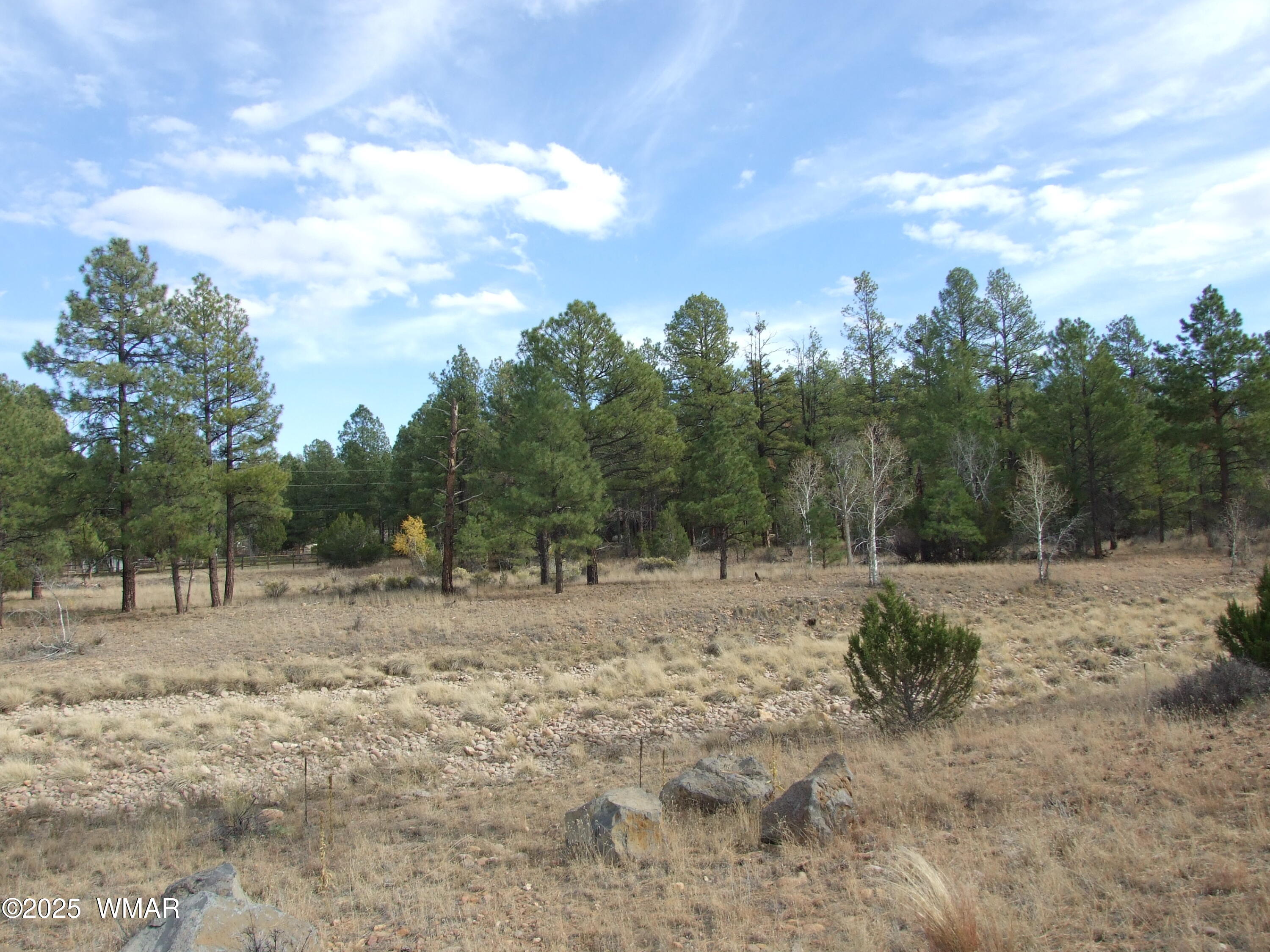 2925 Buckskin Canyon Road Heber, AZ 85928 - Photo 9 of 22 a view of dirt yard and a large tree