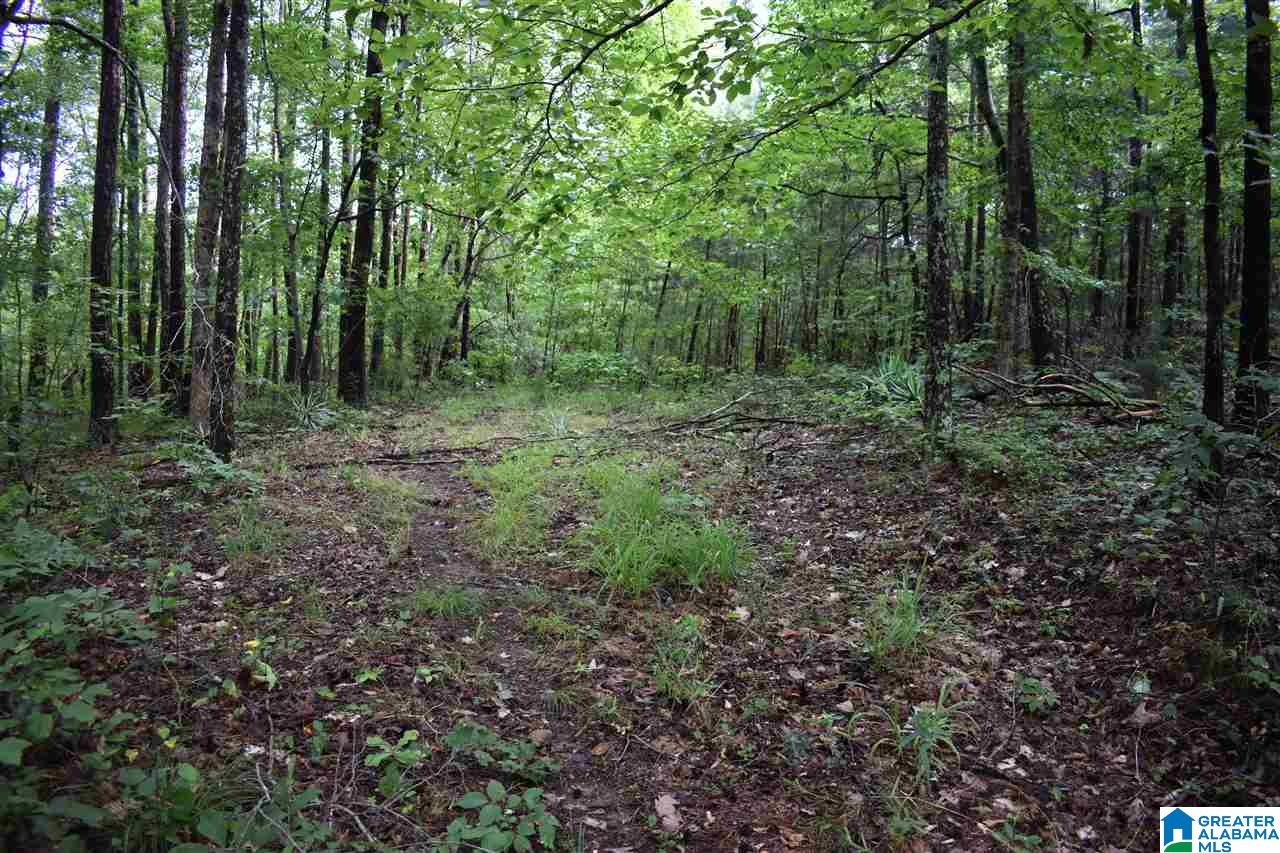 0 Pine View Road Remlap, AL 35133 - Photo 4 of 8