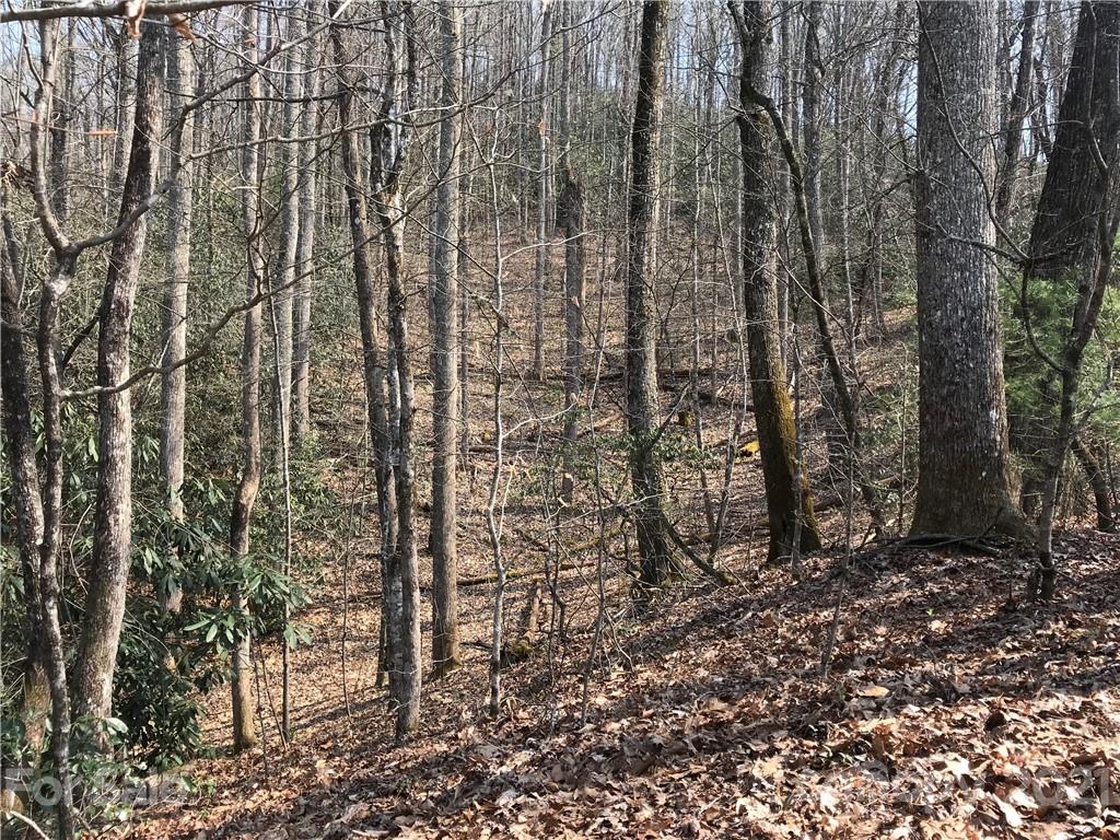 563 Becky Mountain Road Brevard, NC 28712 - Photo 8 of 14 Gallery Image 8