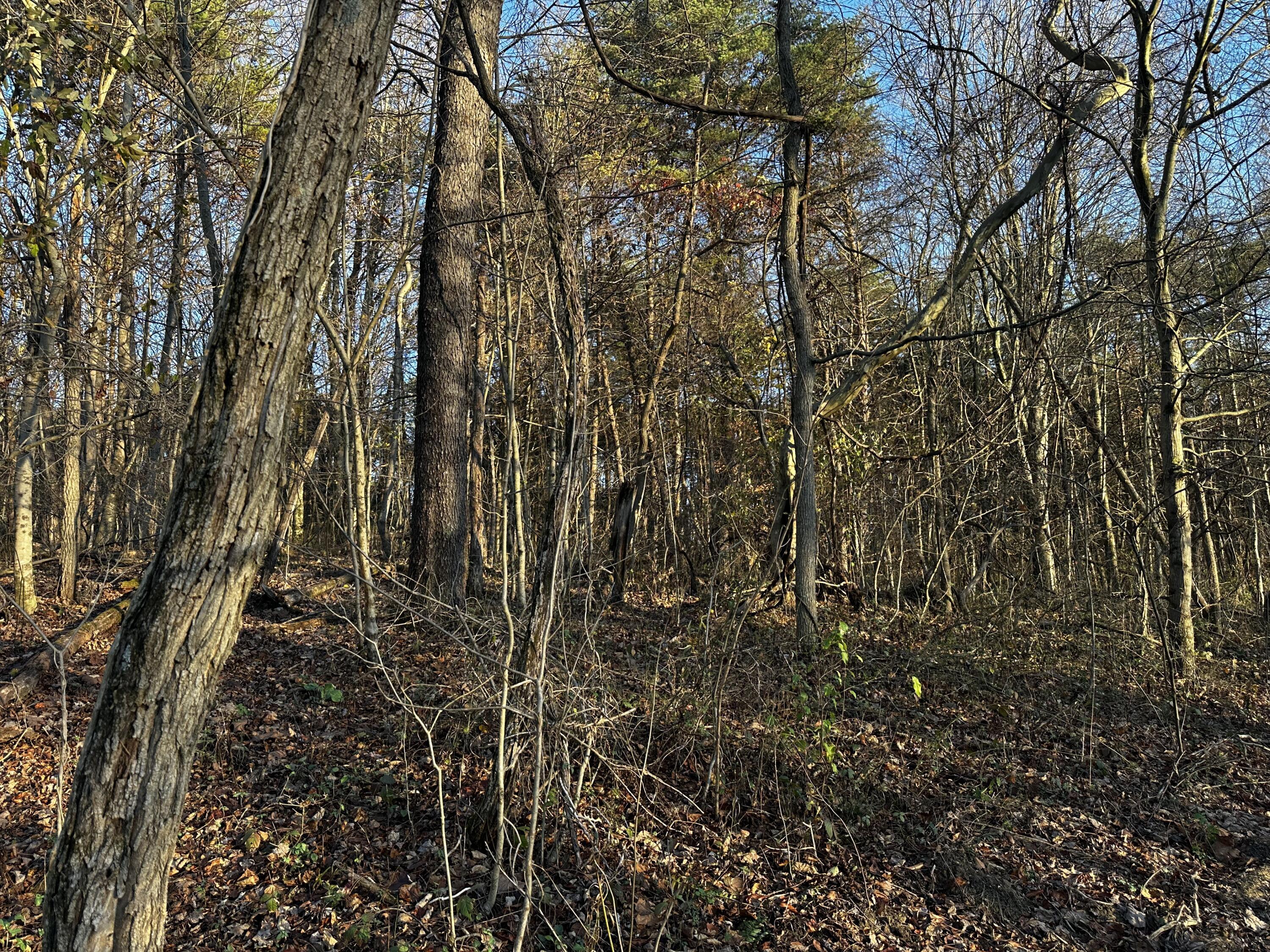 7342 Dutch Ridge Road, Unit TRACT 1 AT DUTCH RIDGE) New Straitsville, OH 43766 - Photo 17 of 45 20241111_212251829_iOS
