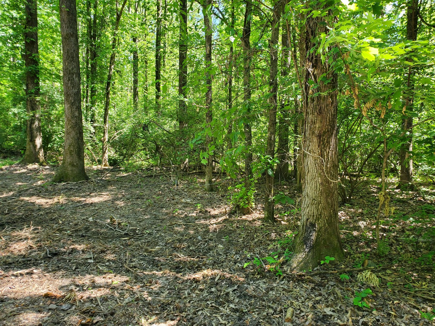0 Delaware Road Carbondale, IL 62901 - Photo 6 of 7 a view of outdoor space and trees