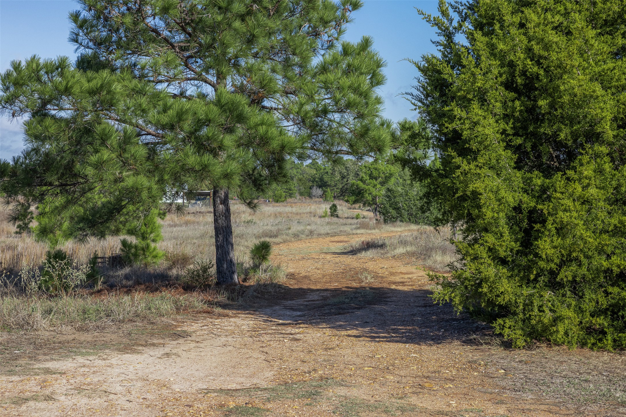 1759 Gotier Trace Road Paige, TX 78659 - Photo 7 of 40 a view of yard