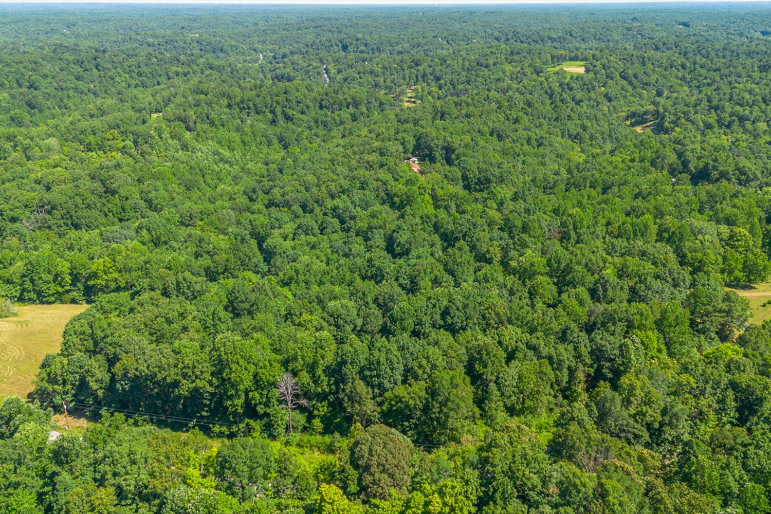 0 Chestnut Ridge Road Columbia, TN 38401 - Photo 13 of 35 a view of a lush green forest