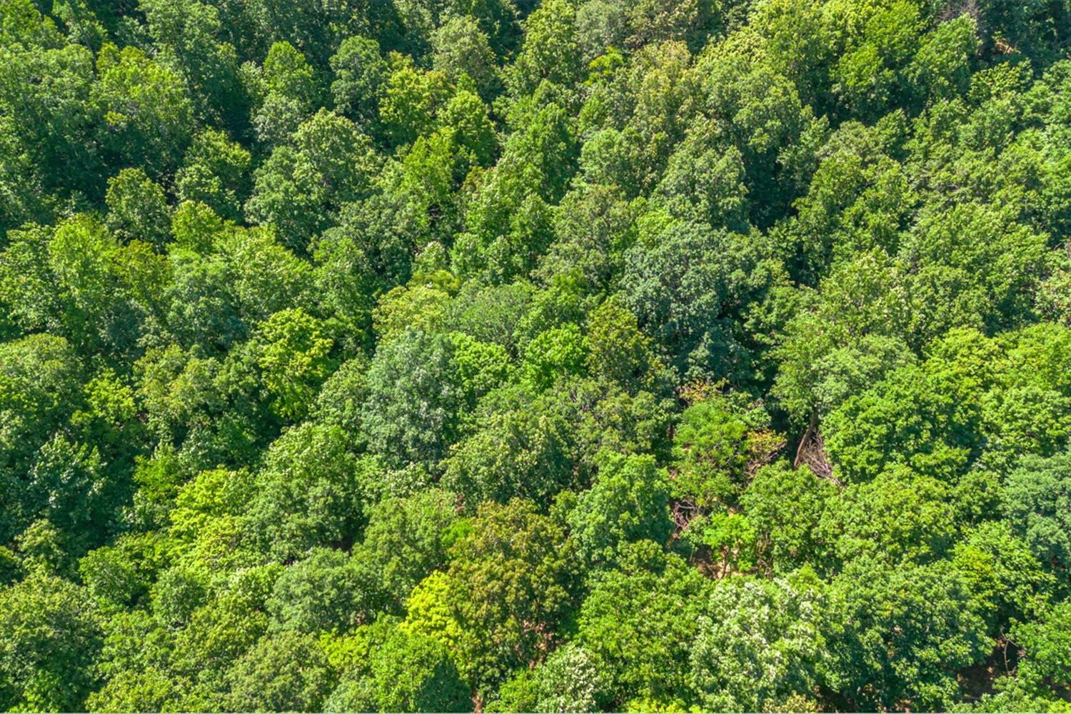 0 Chestnut Ridge Road Columbia, TN 38401 - Photo 16 of 35 a view of a lush green forest