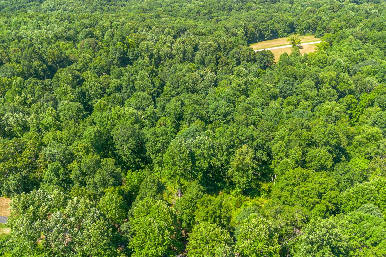 0 Chestnut Ridge Road Columbia, TN 38401 - Photo 18 of 35 a view of a yard in a field