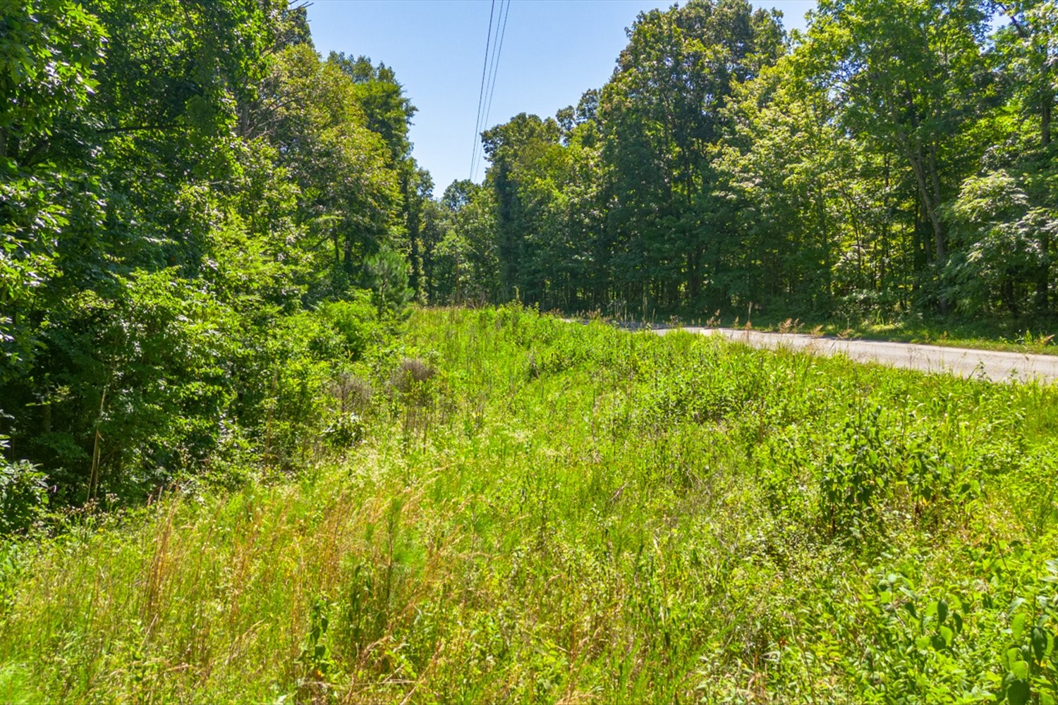0 Chestnut Ridge Road Columbia, TN 38401 - Photo 4 of 35 a view of a yard with plants and a large tree