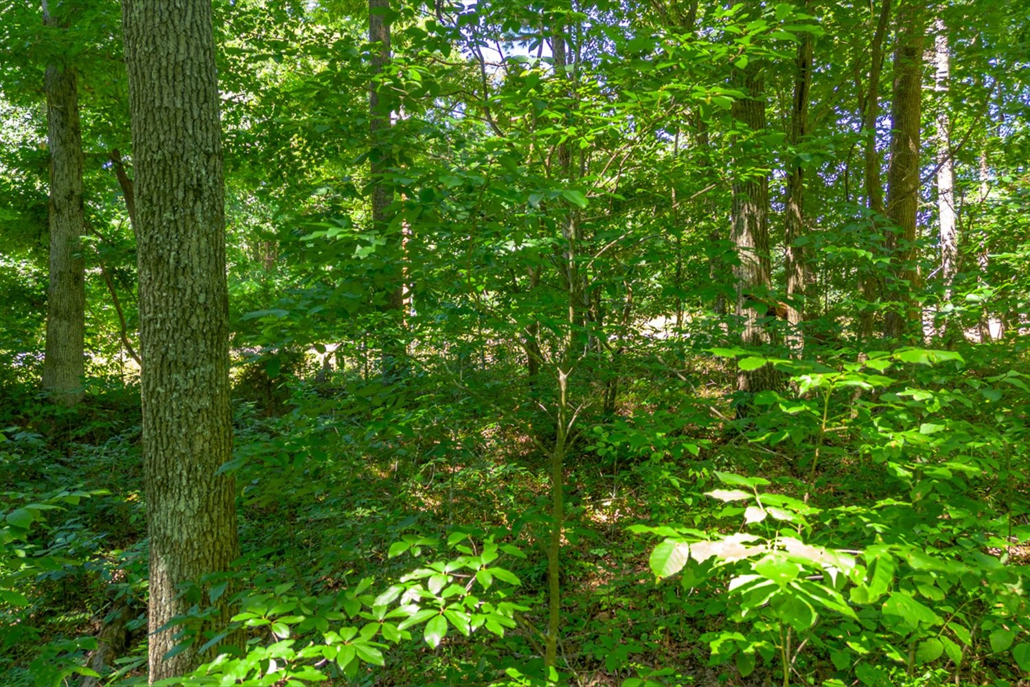 0 Chestnut Ridge Road Columbia, TN 38401 - Photo 5 of 35 a view of a lush green forest